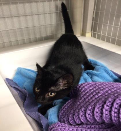 Bermuda, a Adoptable mixed breed in Elmira, NY image 2/2