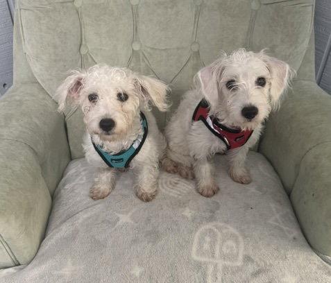Finn Frost, Adopted, Puppy Female Terrier.