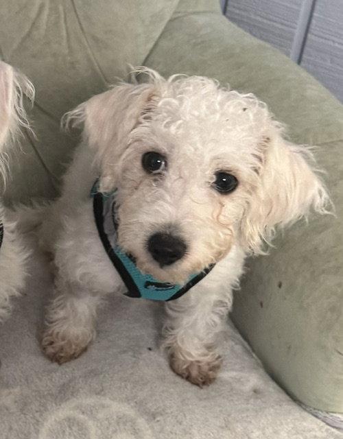 Enlarge Finn Frost, a Adopted Terrier in Alpharetta, GA image 2/3