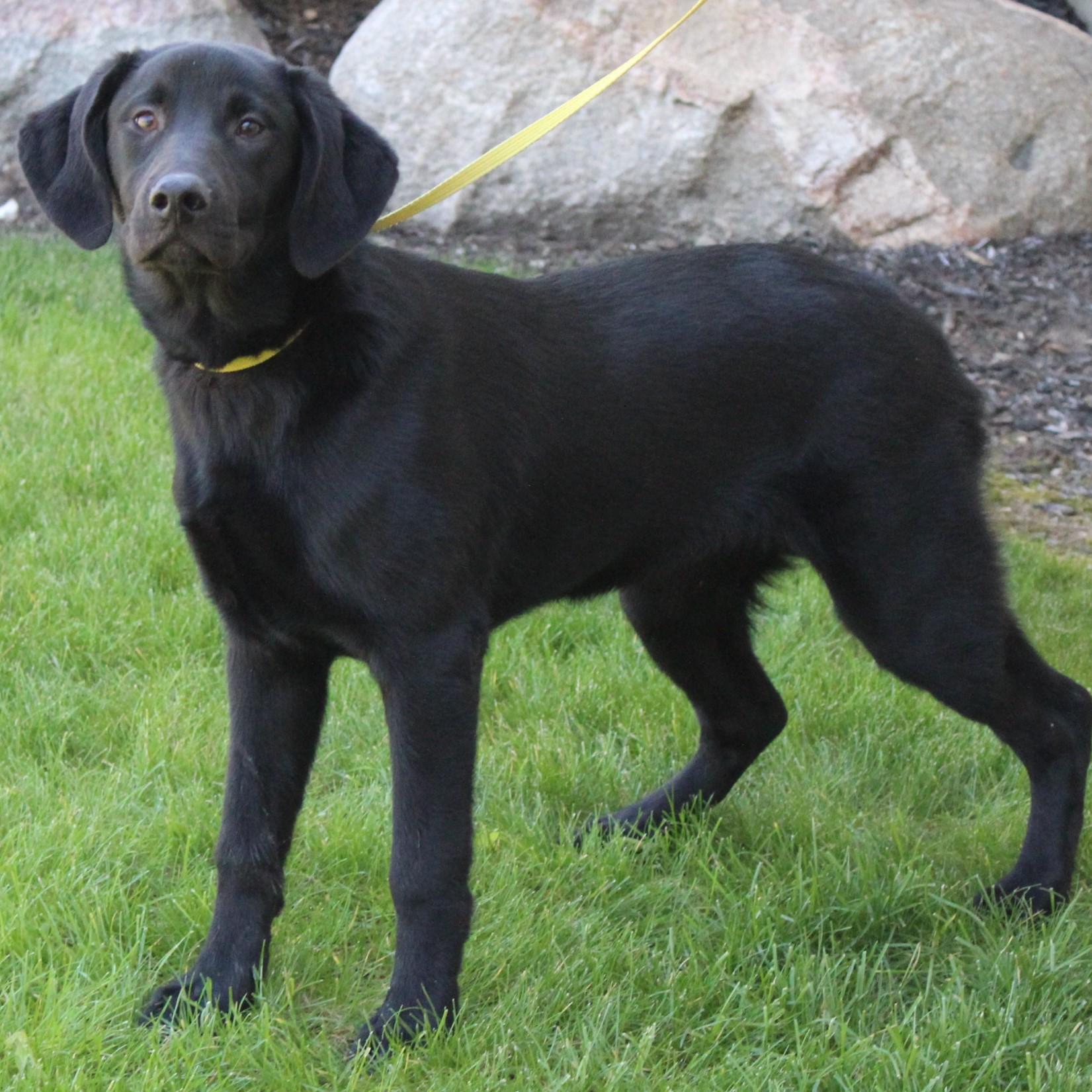 Enlarge Lilly, an adopted mixed breed in Eaton, OH image 2/6