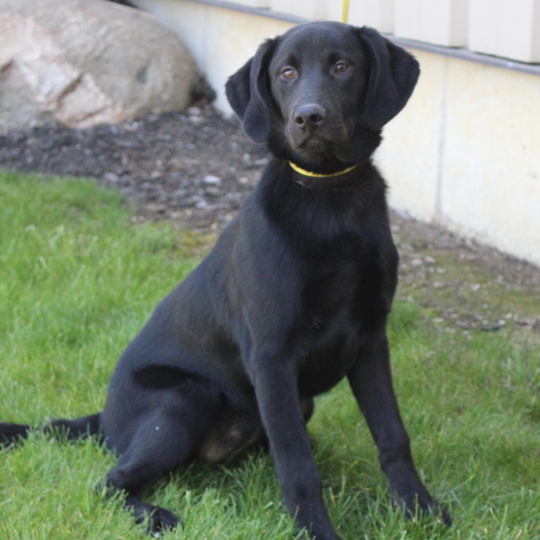 Enlarge Lilly, an adopted mixed breed in Eaton, OH image 3/6