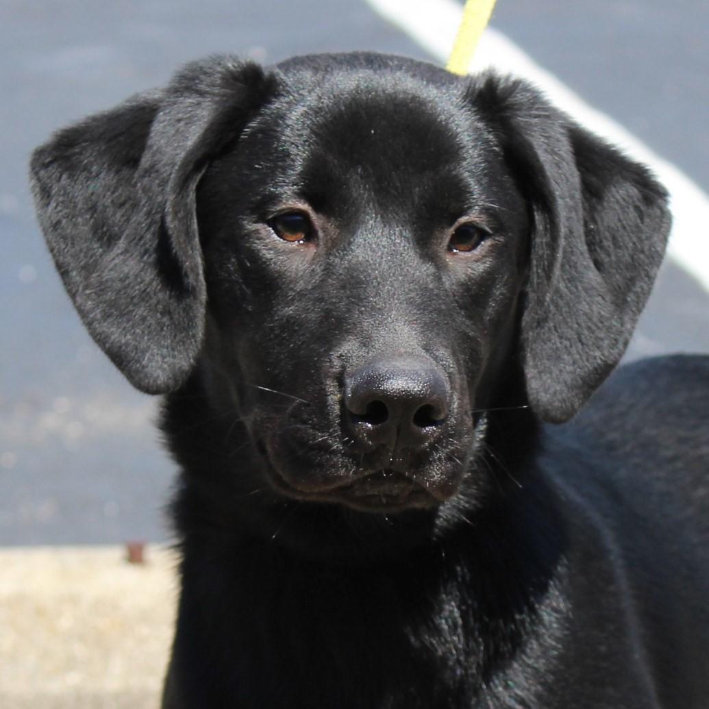 Enlarge Lilly, an adopted mixed breed in Eaton, OH image 5/6