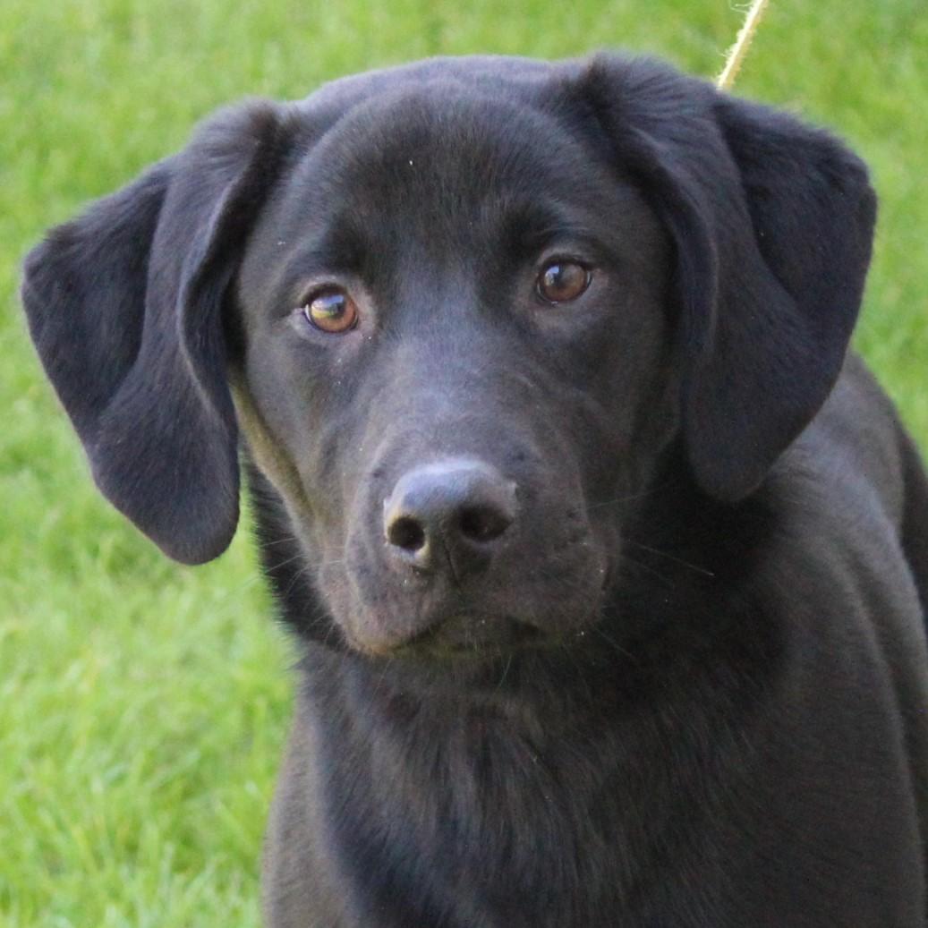 Enlarge Lilly, an adopted mixed breed in Eaton, OH image 1/6