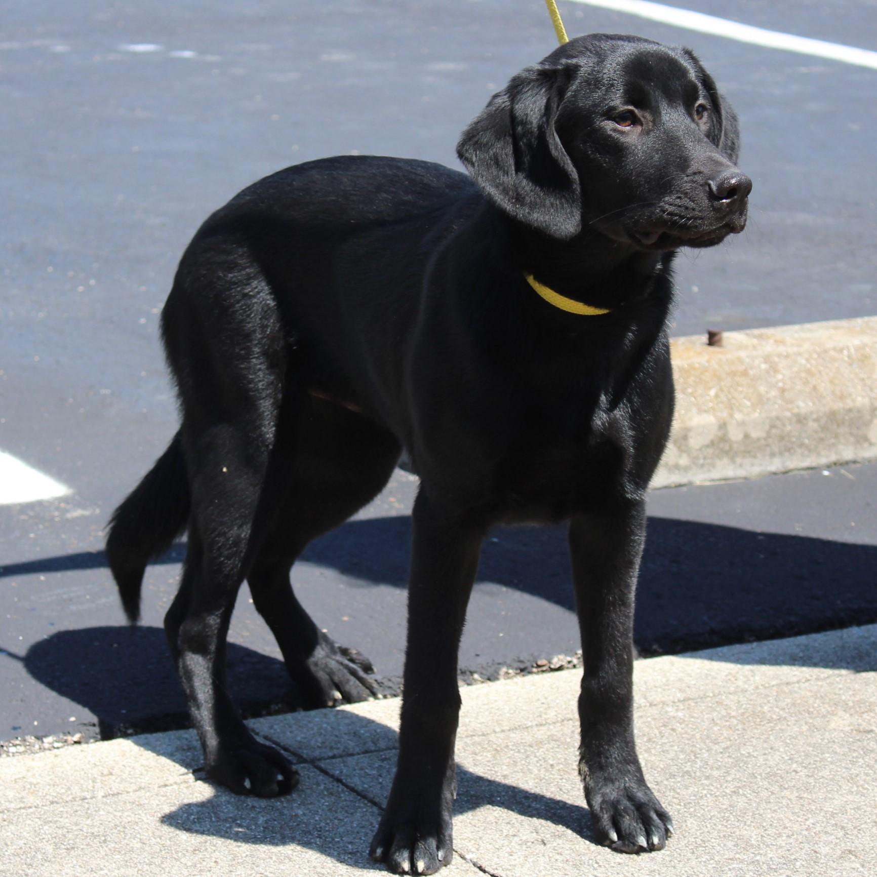 Enlarge Lilly, an adopted mixed breed in Eaton, OH image 4/6