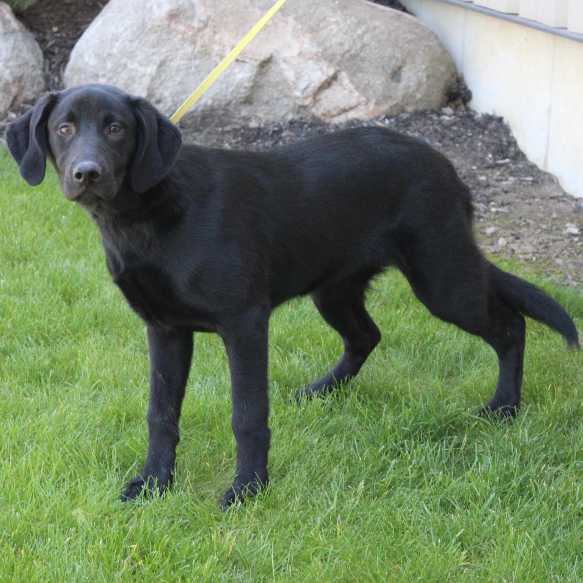 Enlarge Lilly, an adopted mixed breed in Eaton, OH image 6/6