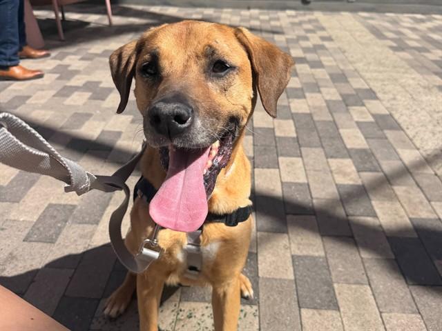 BUNNY, Adoptable, Adult Female Labrador Retriever & German Shepherd Dog.