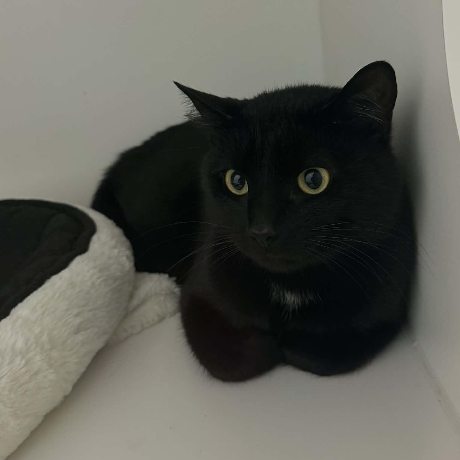 Enlarge Pantera--No Fee, a ADOPTABLE American Shorthair in Danbury, CT image 3/3