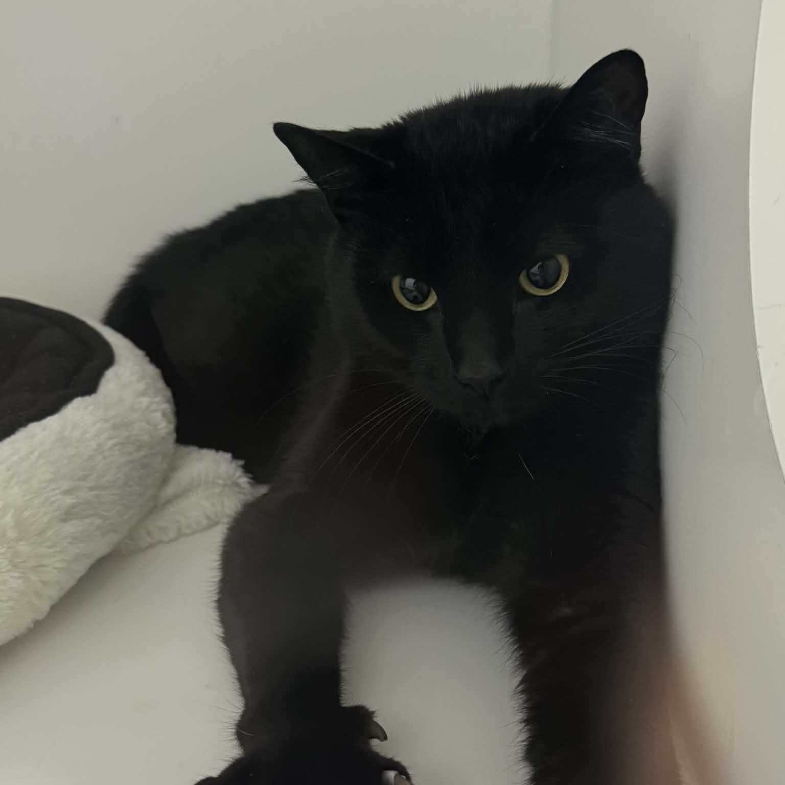 Enlarge Pantera--No Fee, a ADOPTABLE American Shorthair in Danbury, CT image 2/3