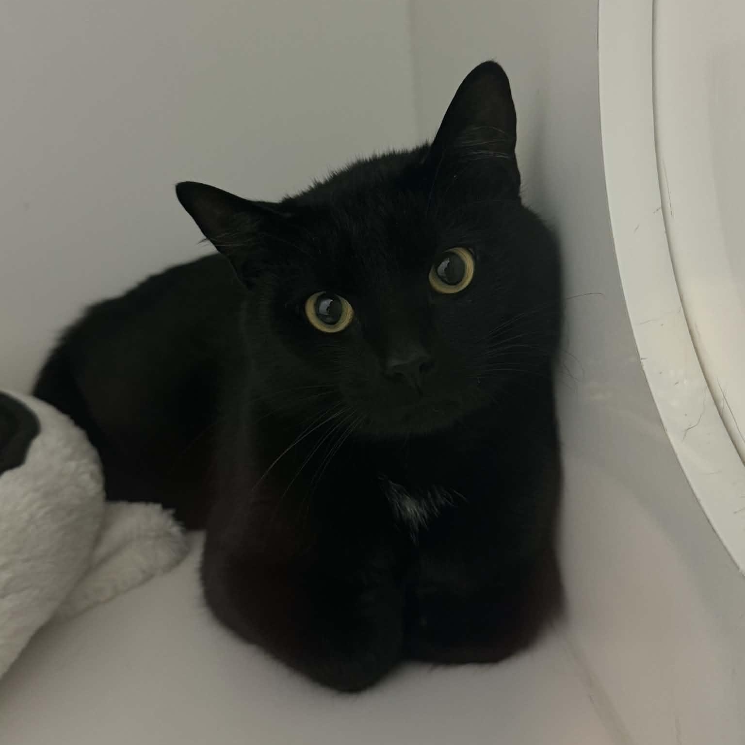 Enlarge Pantera--No Fee, a ADOPTABLE American Shorthair in Danbury, CT image 1/3