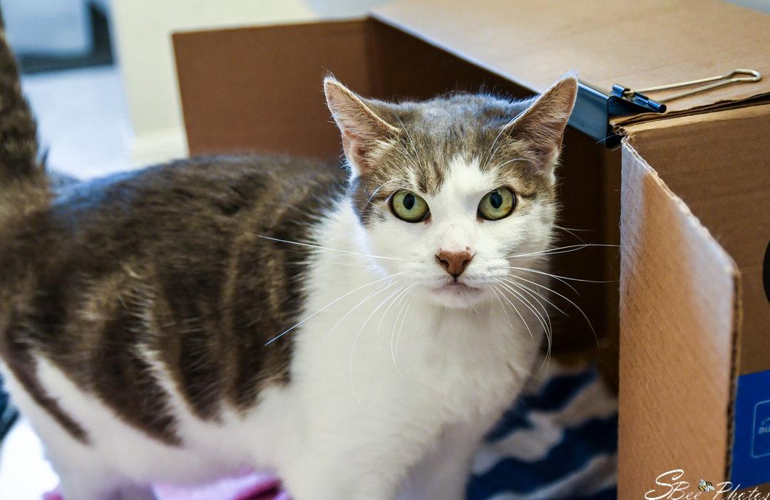Tipsy, a Adoptable Domestic Short Hair in St. Cloud, FL image 1/3