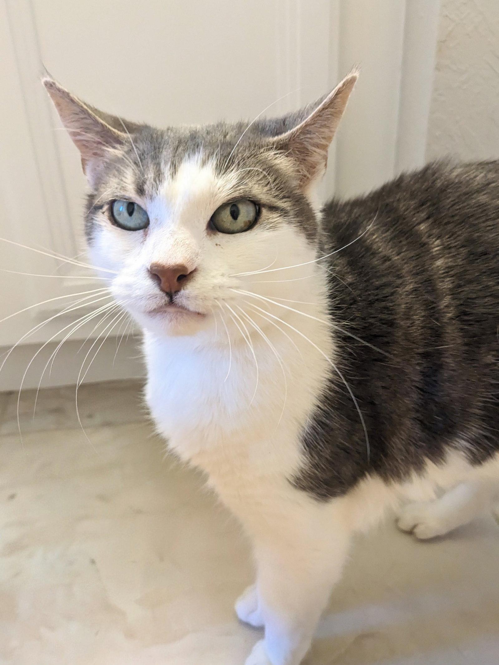 Tipsy, a Adoptable Domestic Short Hair in St. Cloud, FL image 2/3