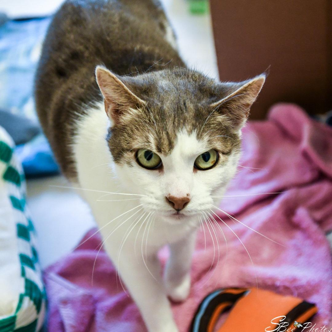 Tipsy, a Adoptable Domestic Short Hair in St. Cloud, FL image 3/3