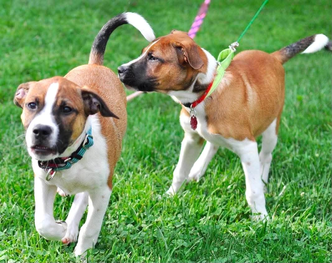 Enlarge Timon, a Adopted mixed breed in Mechanicsburg, PA image 5/6