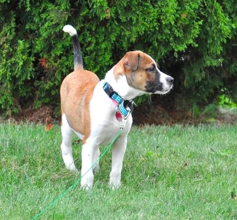 Enlarge Timon, a Adopted mixed breed in Mechanicsburg, PA image 2/6