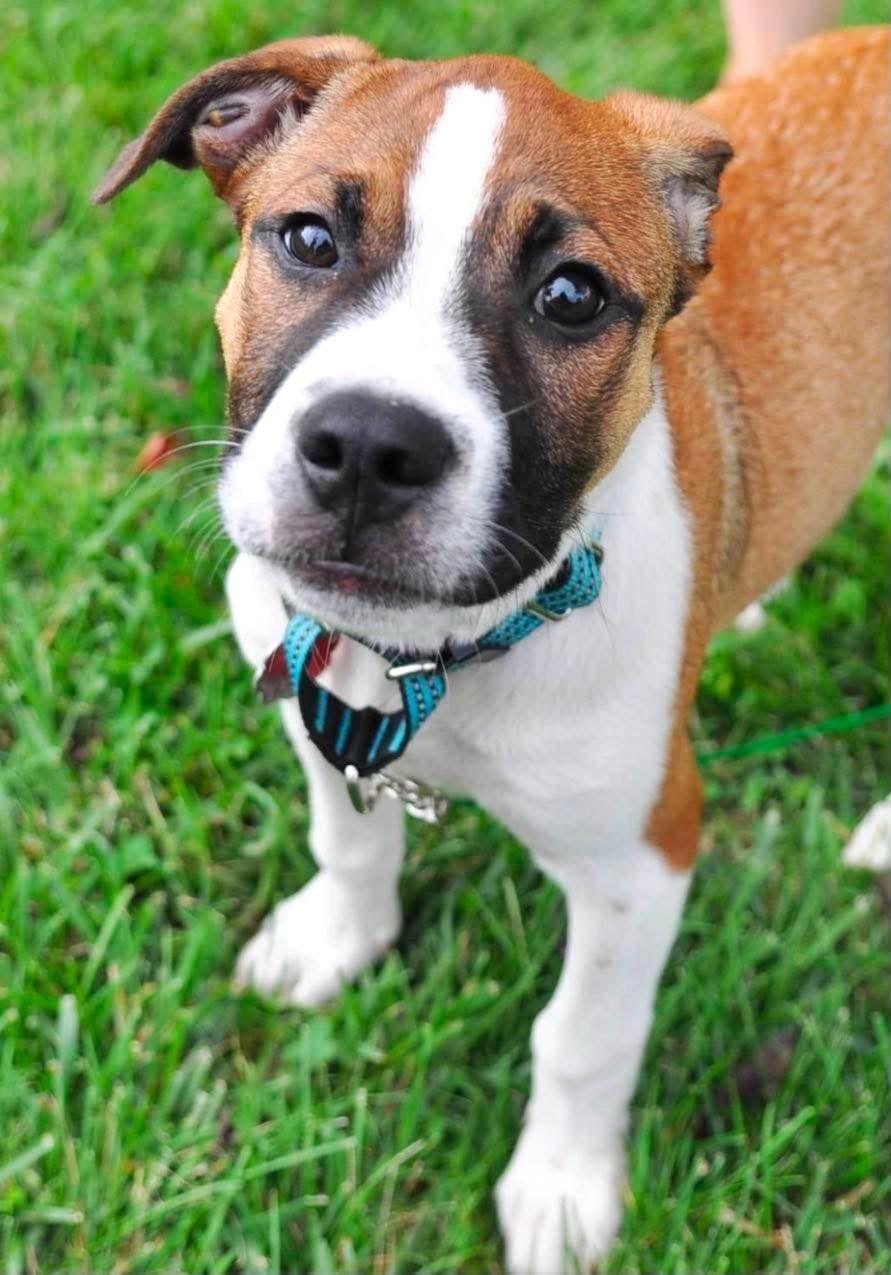 Timon, Adopted, Puppy Male Boxer & Hound.