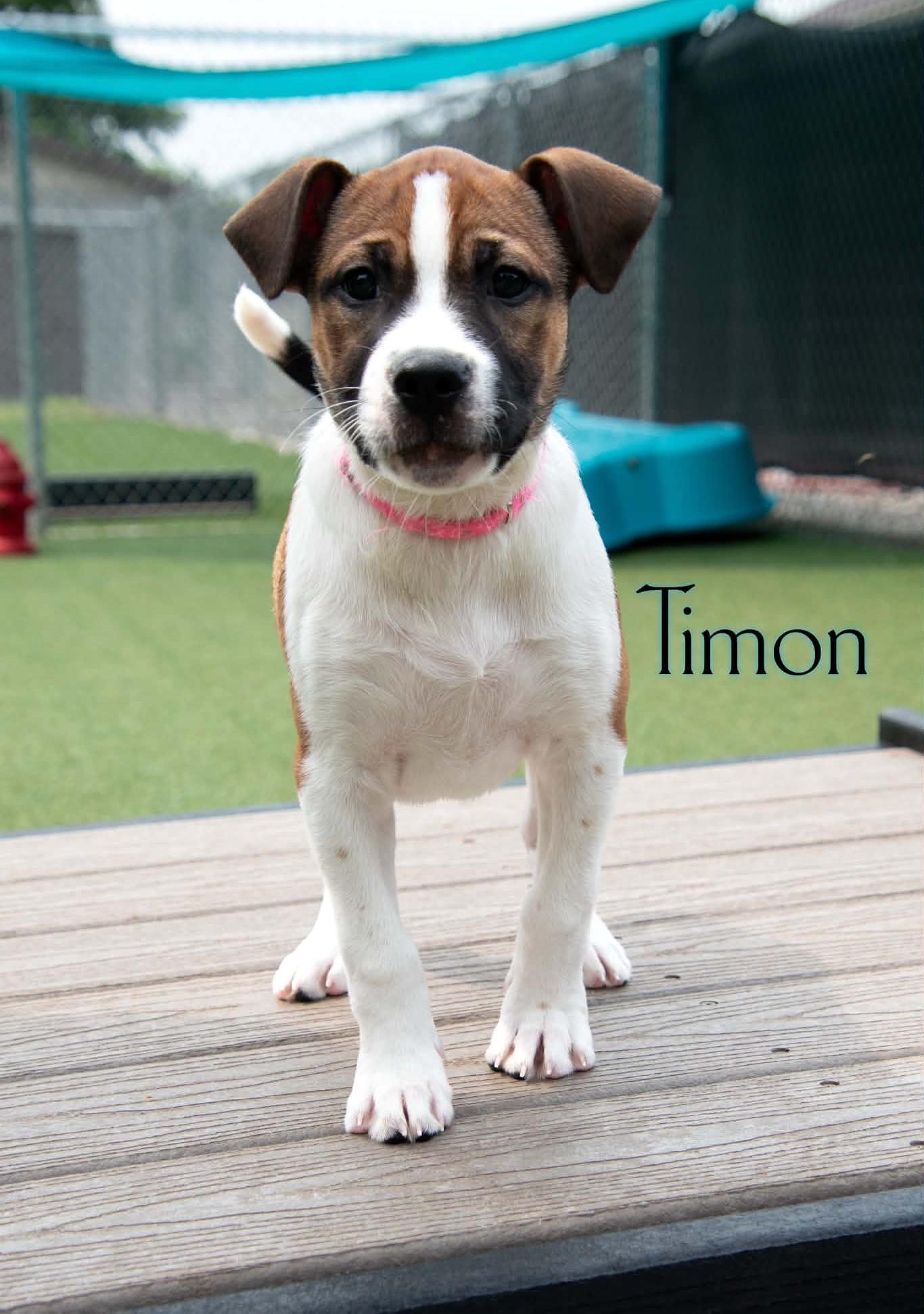 Enlarge Timon, a Adopted mixed breed in Mechanicsburg, PA image 3/6