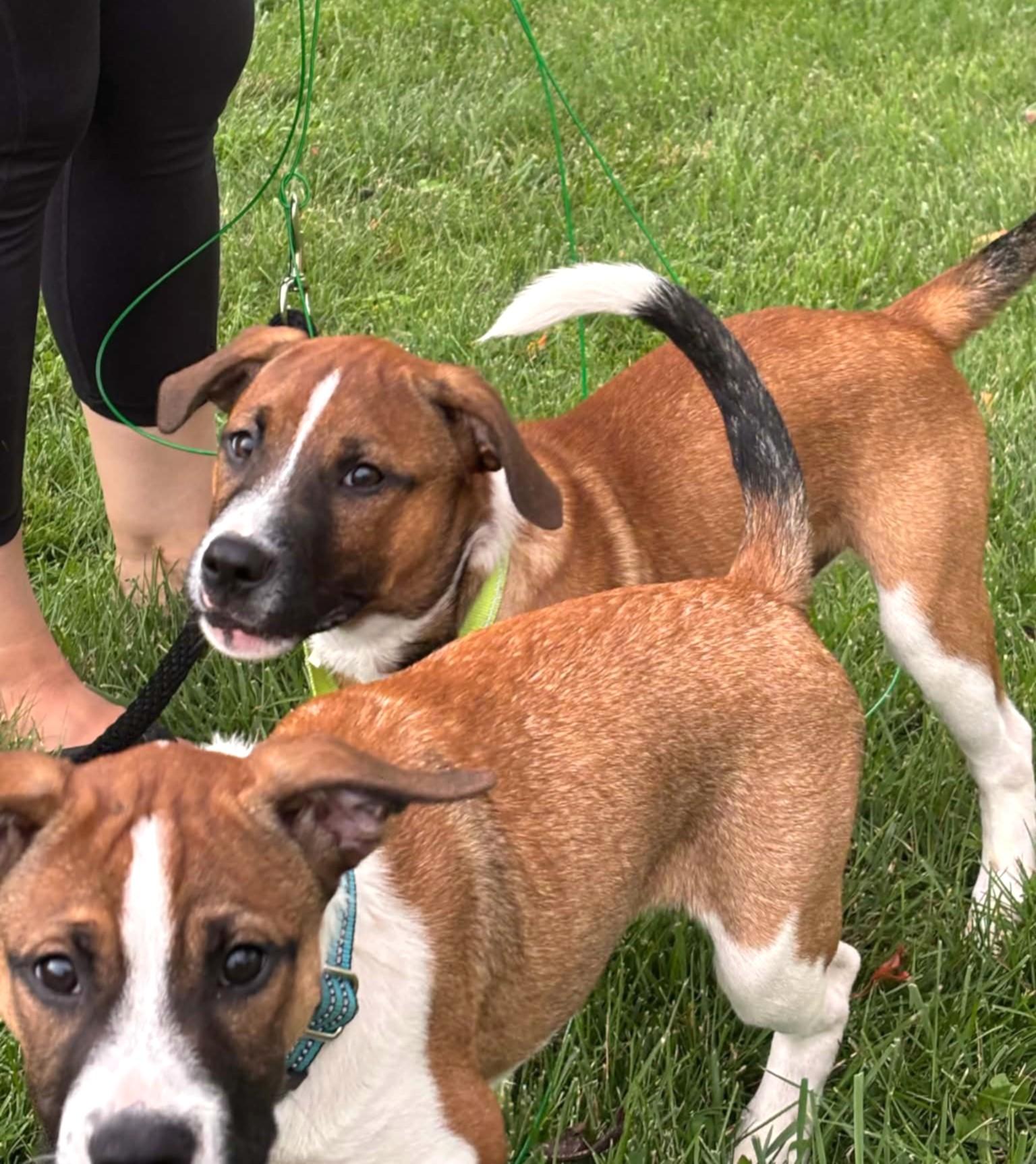 Enlarge Timon, a Adopted mixed breed in Mechanicsburg, PA image 6/6