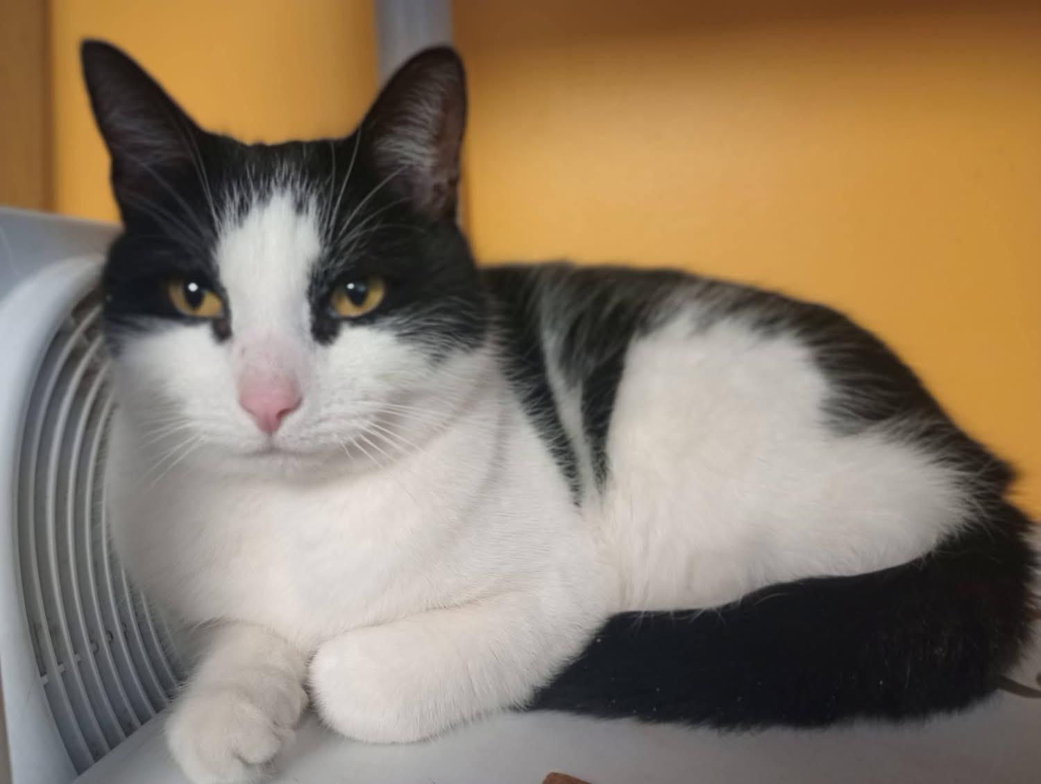 Enlarge Hissy Elliot, an adoption pending Domestic Short Hair in Manchester, NH image 1/6