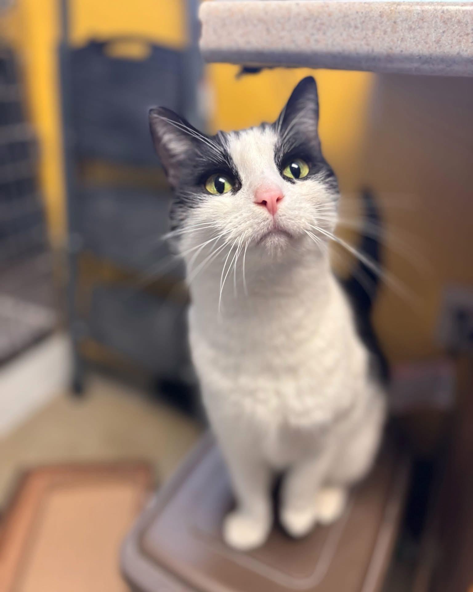 Enlarge Hissy Elliot, an adoption pending Domestic Short Hair in Manchester, NH image 6/6