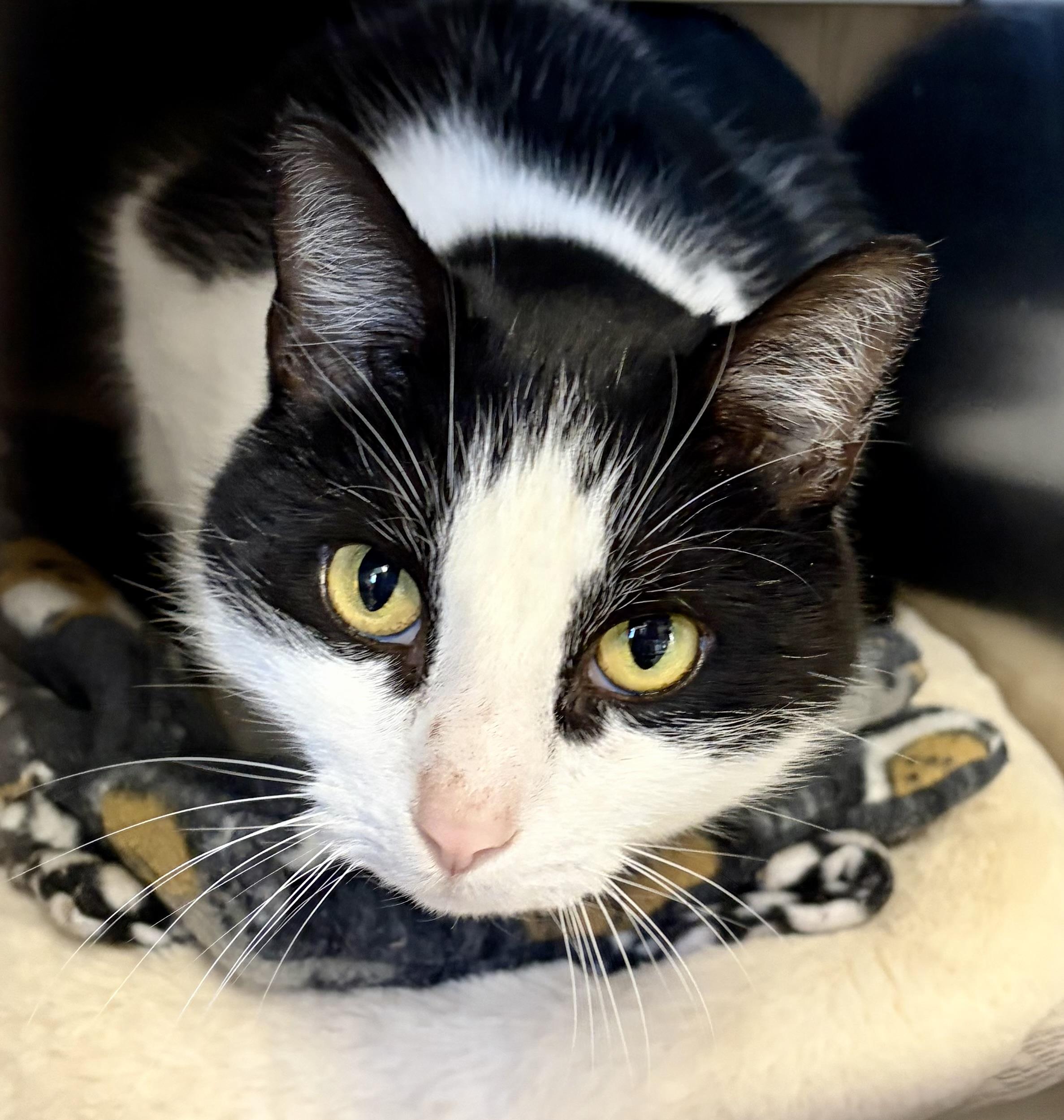 Enlarge Hissy Elliot, an adoption pending Domestic Short Hair in Manchester, NH image 5/6