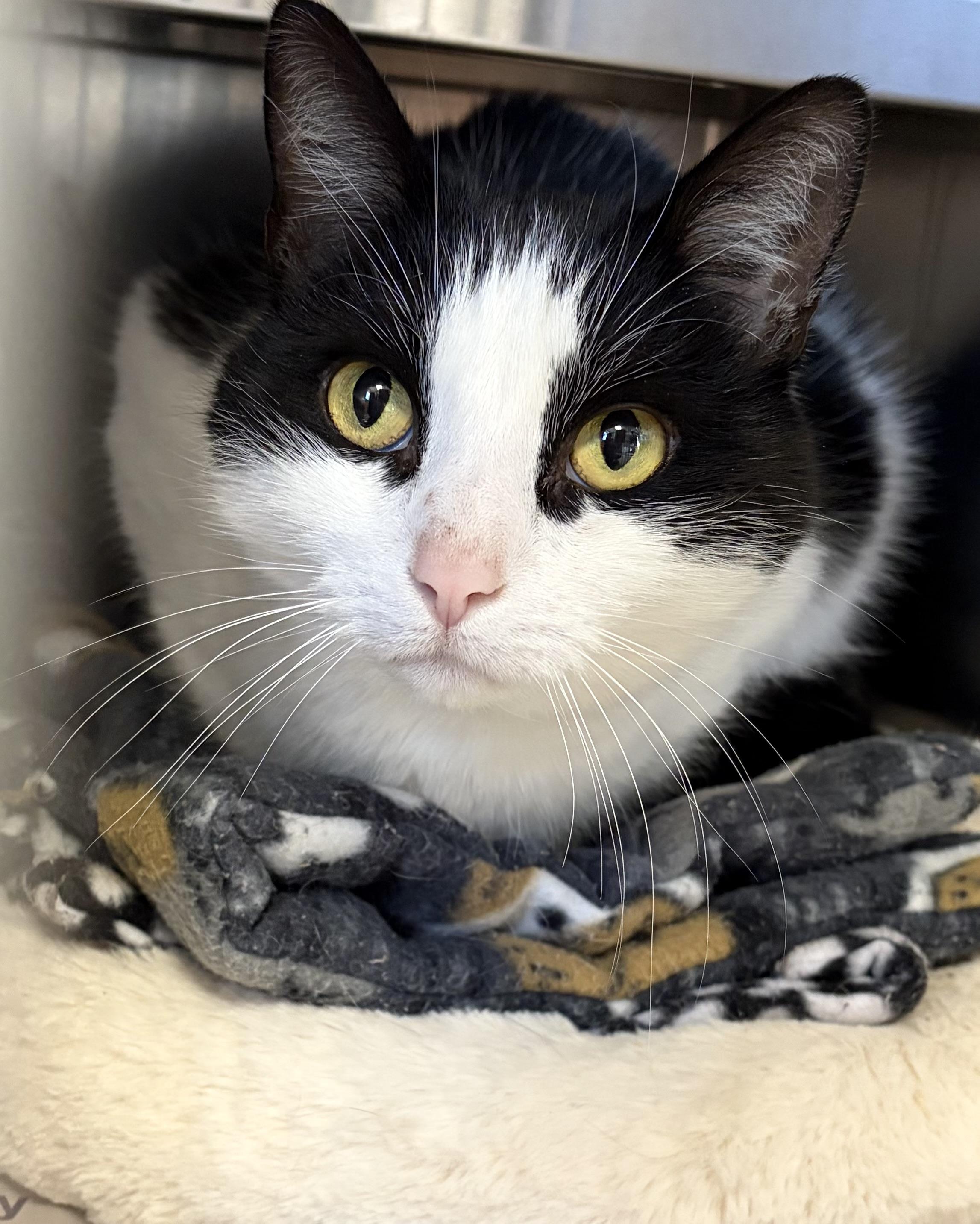 Enlarge Hissy Elliot, an adoption pending Domestic Short Hair in Manchester, NH image 2/6