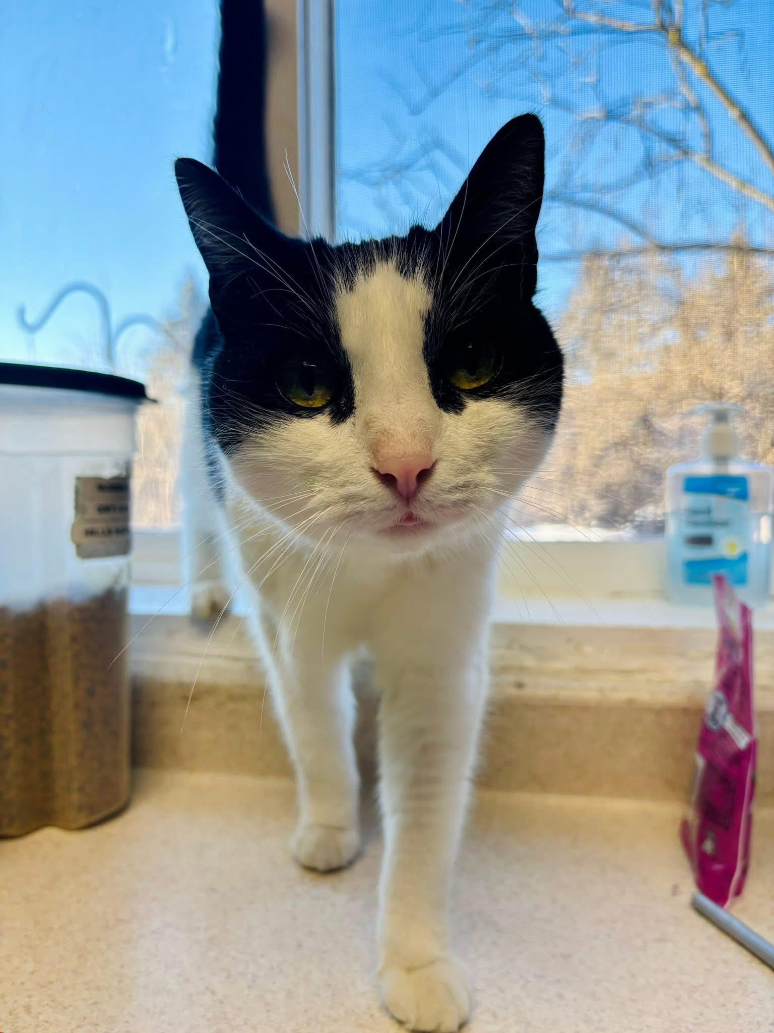 Hissy Elliot, a ADOPTABLE Domestic Short Hair in Manchester, NH image 3/3