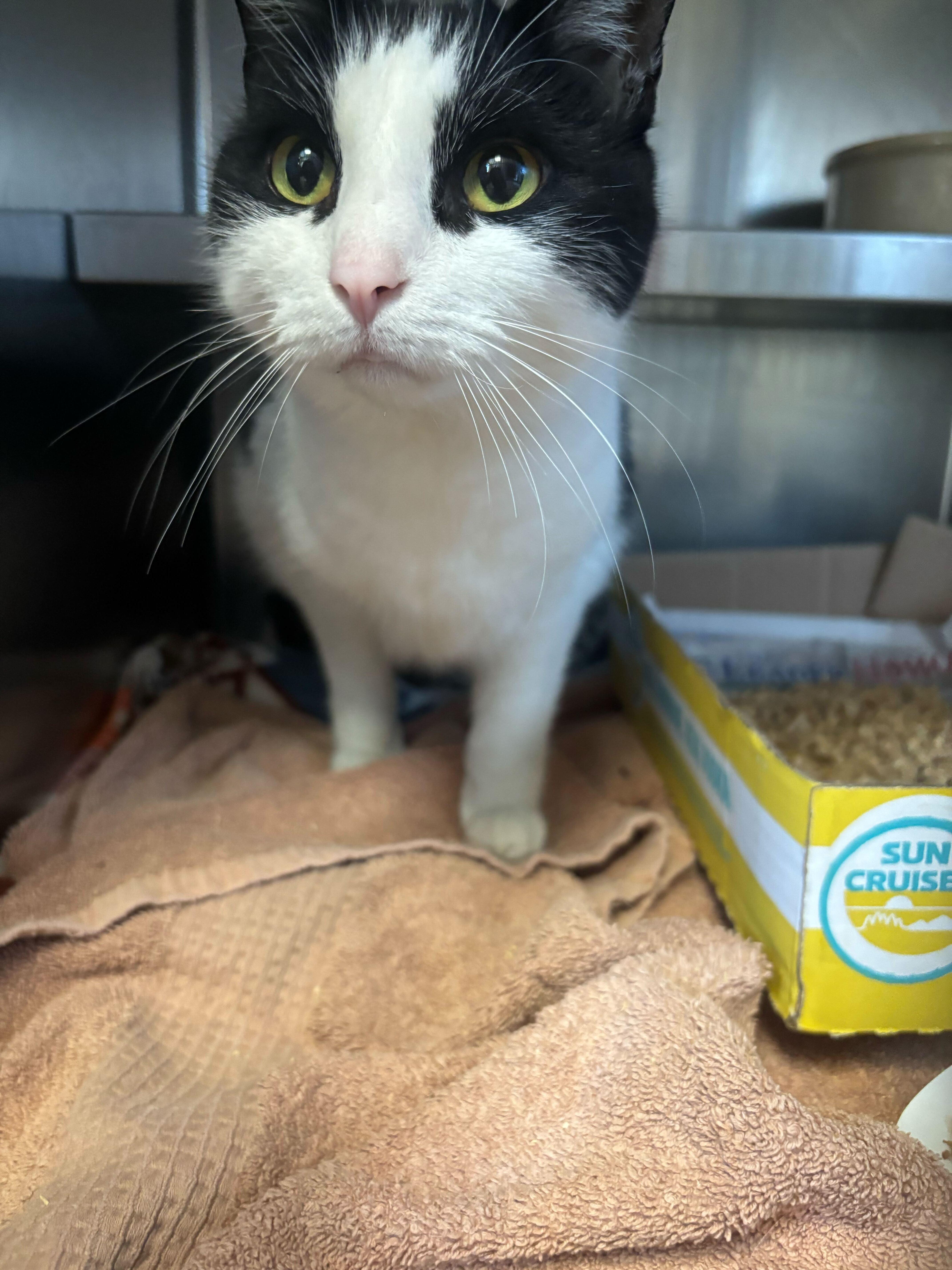 Hissy Elliot, ADOPTABLE, Adult Female Domestic Short Hair.