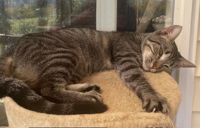 Goose, Adoptable, Young Female Domestic Short Hair & Tiger.