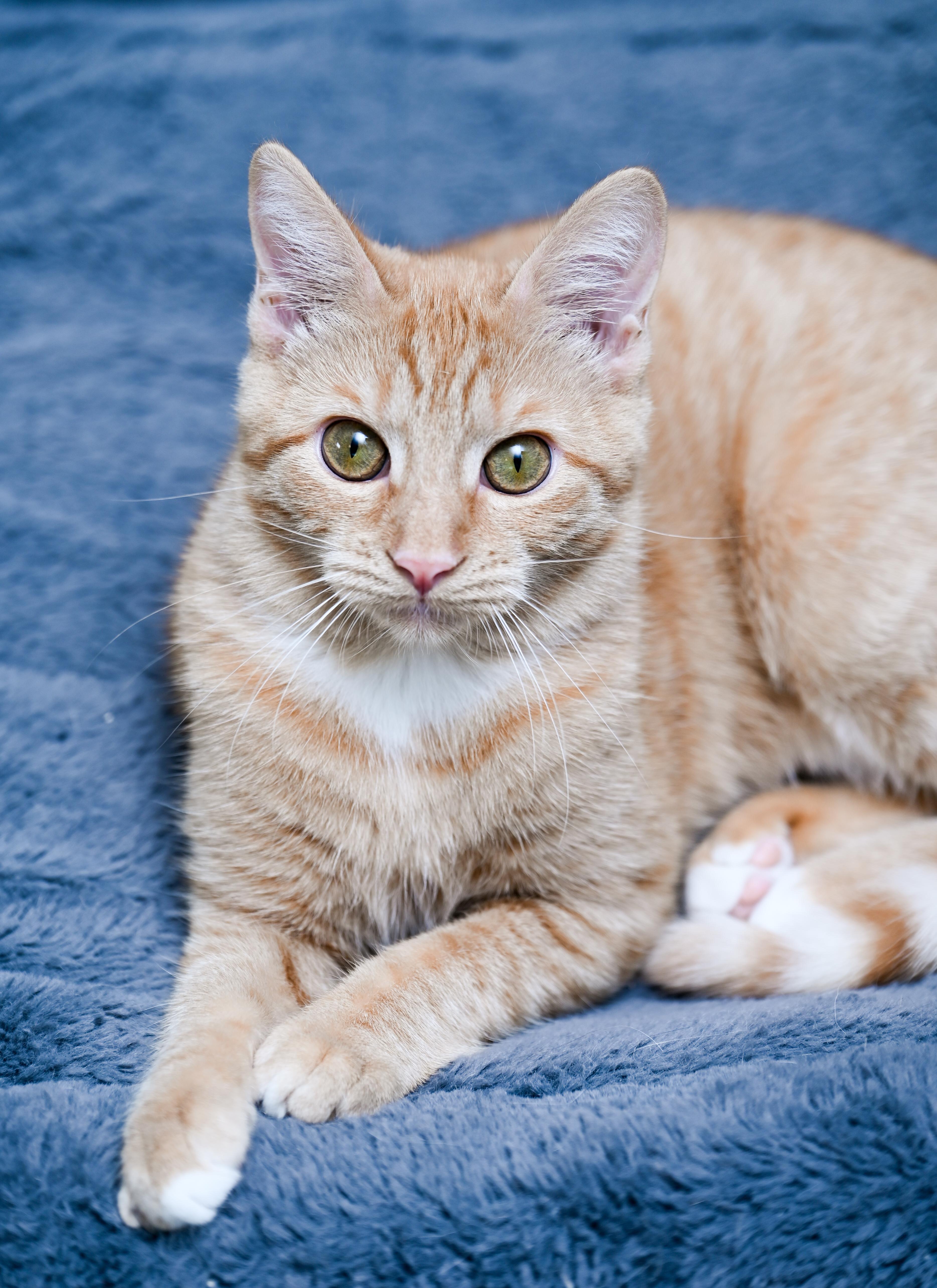Enlarge Valencia, a Adoptable mixed breed in Chattanooga, TN image 3/6
