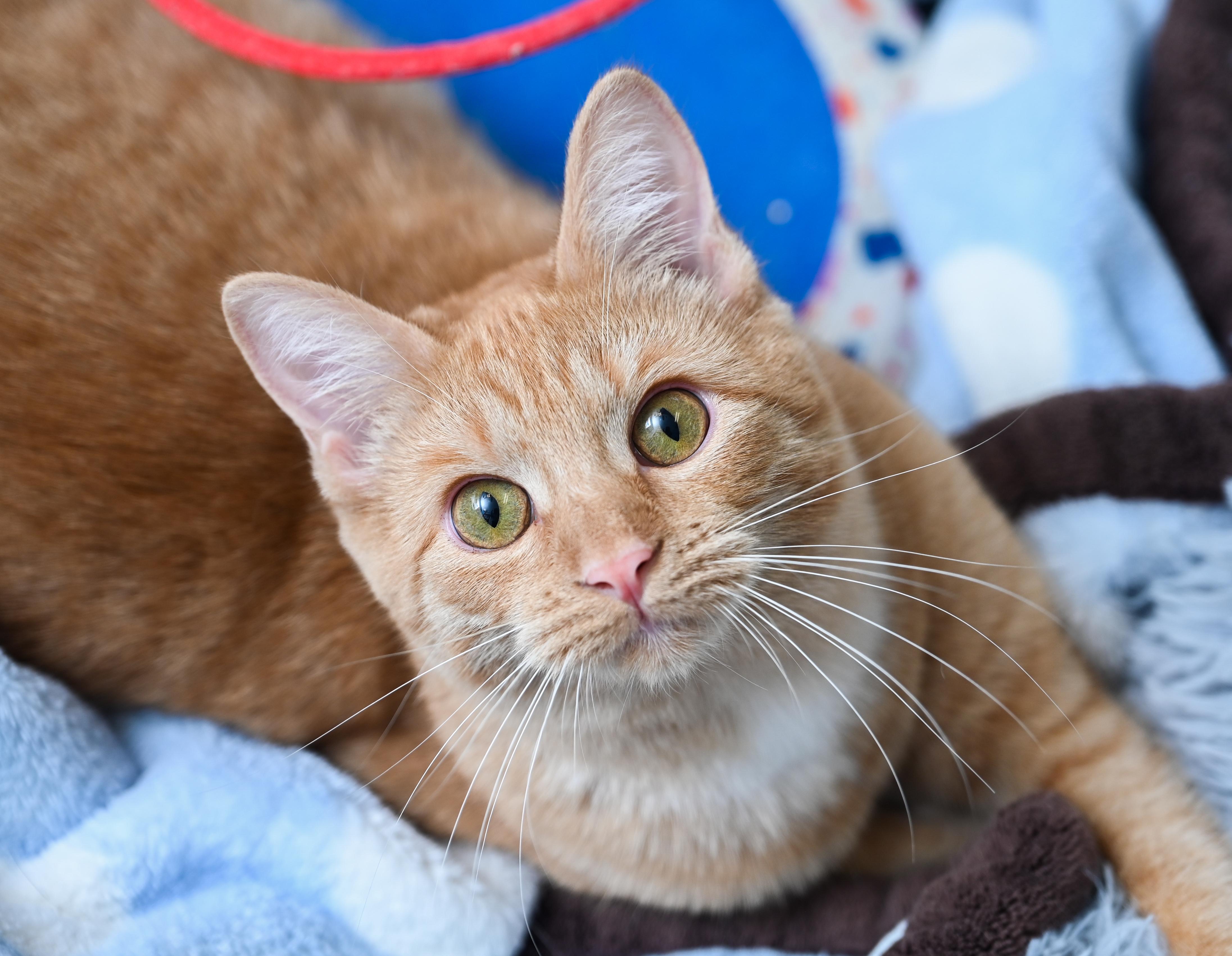 Enlarge Valencia, a Adoptable mixed breed in Chattanooga, TN image 2/6