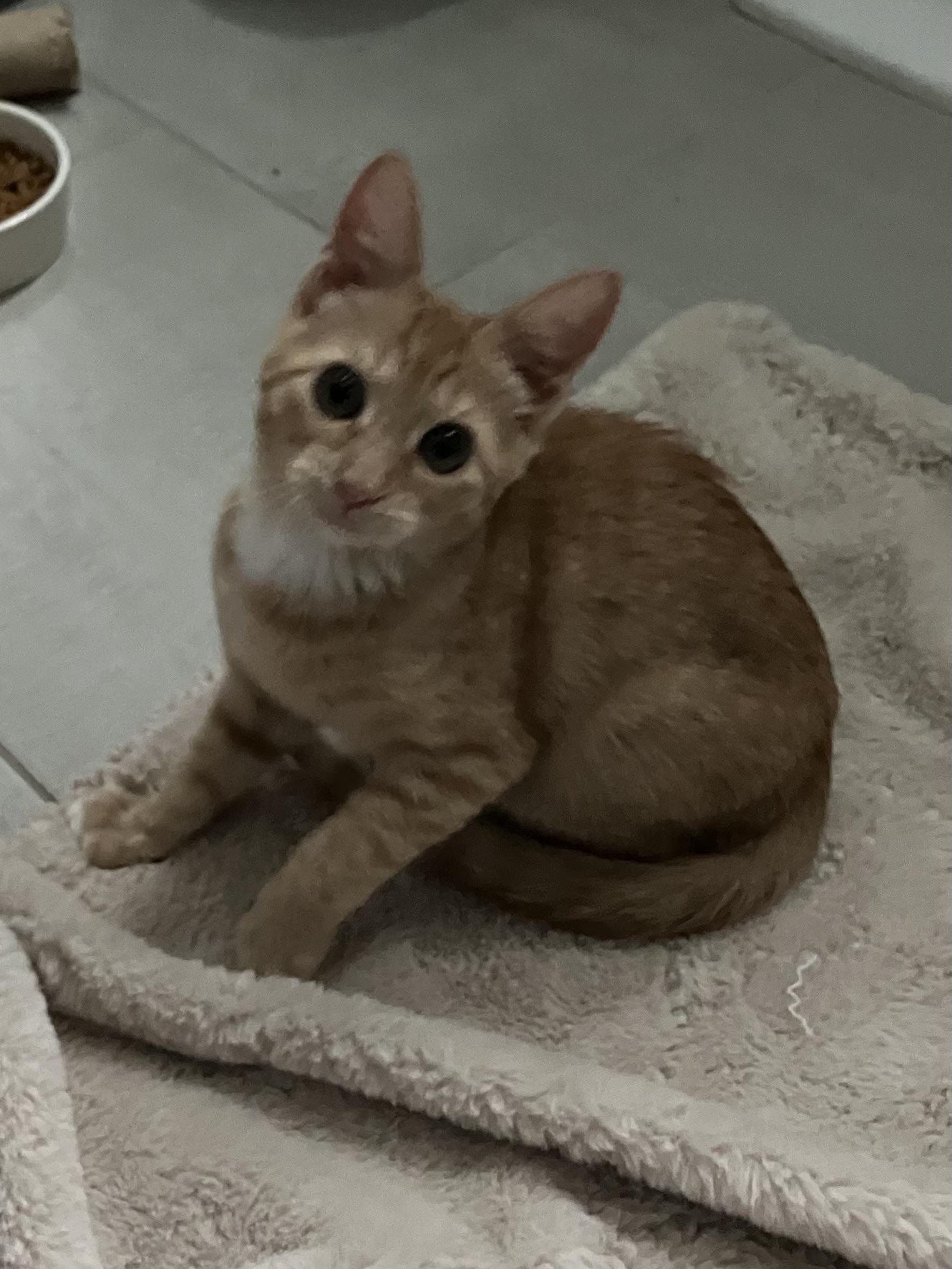 Valencia, a Adoptable mixed breed in Chattanooga, TN image 3/3