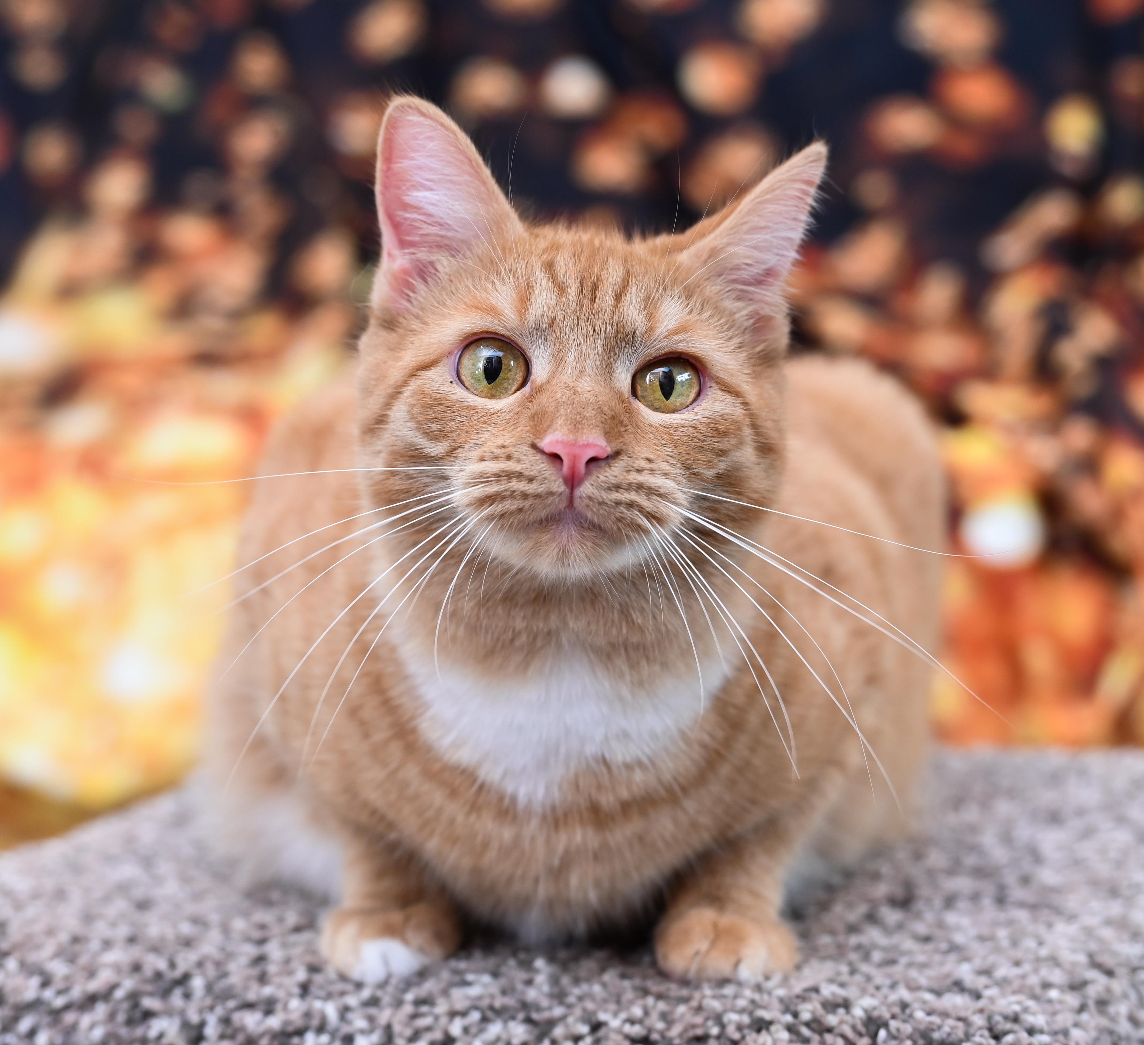 Enlarge Valencia, a Adoptable mixed breed in Chattanooga, TN image 1/6