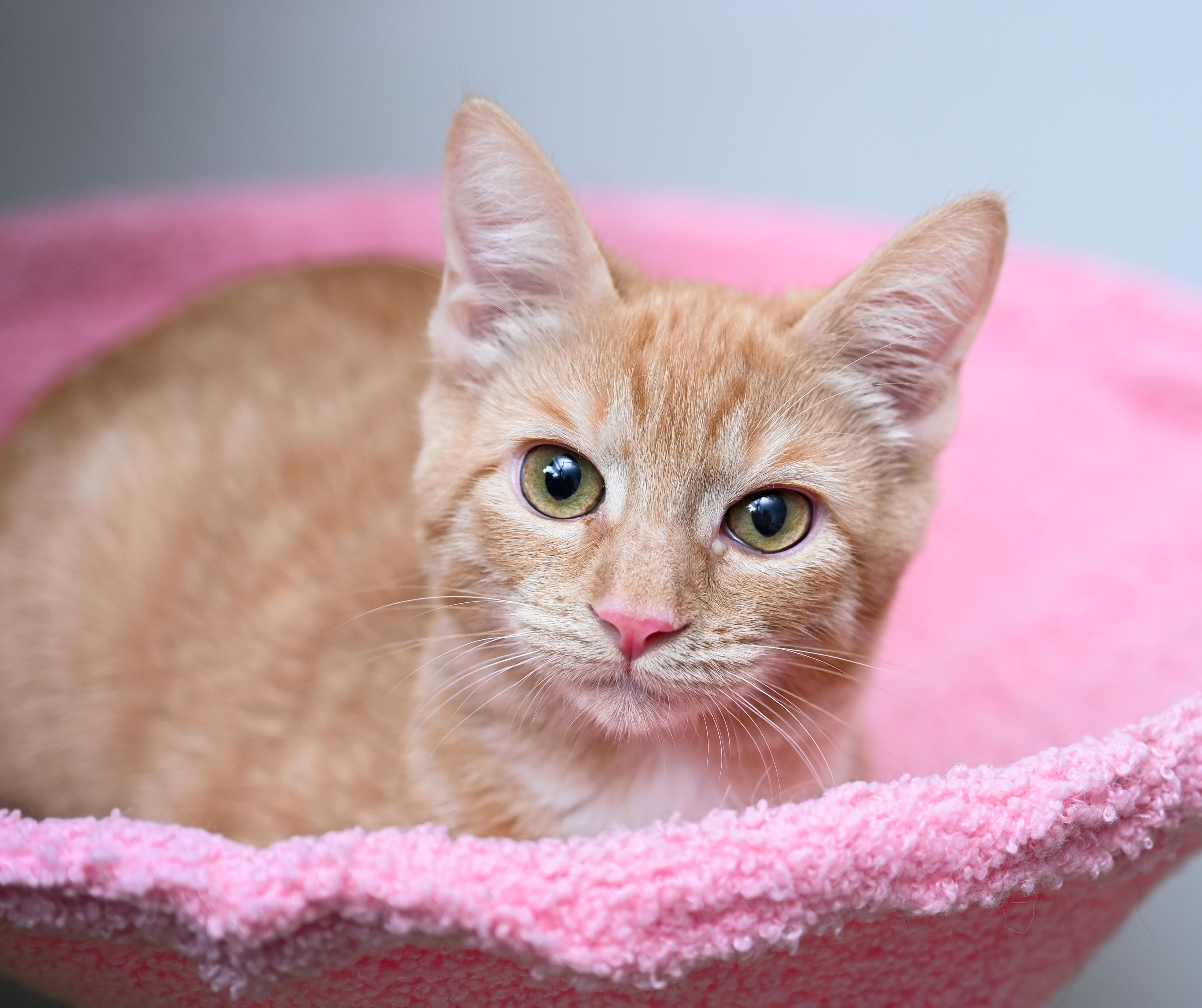 Valencia, a Adoptable mixed breed in Chattanooga, TN image 2/3