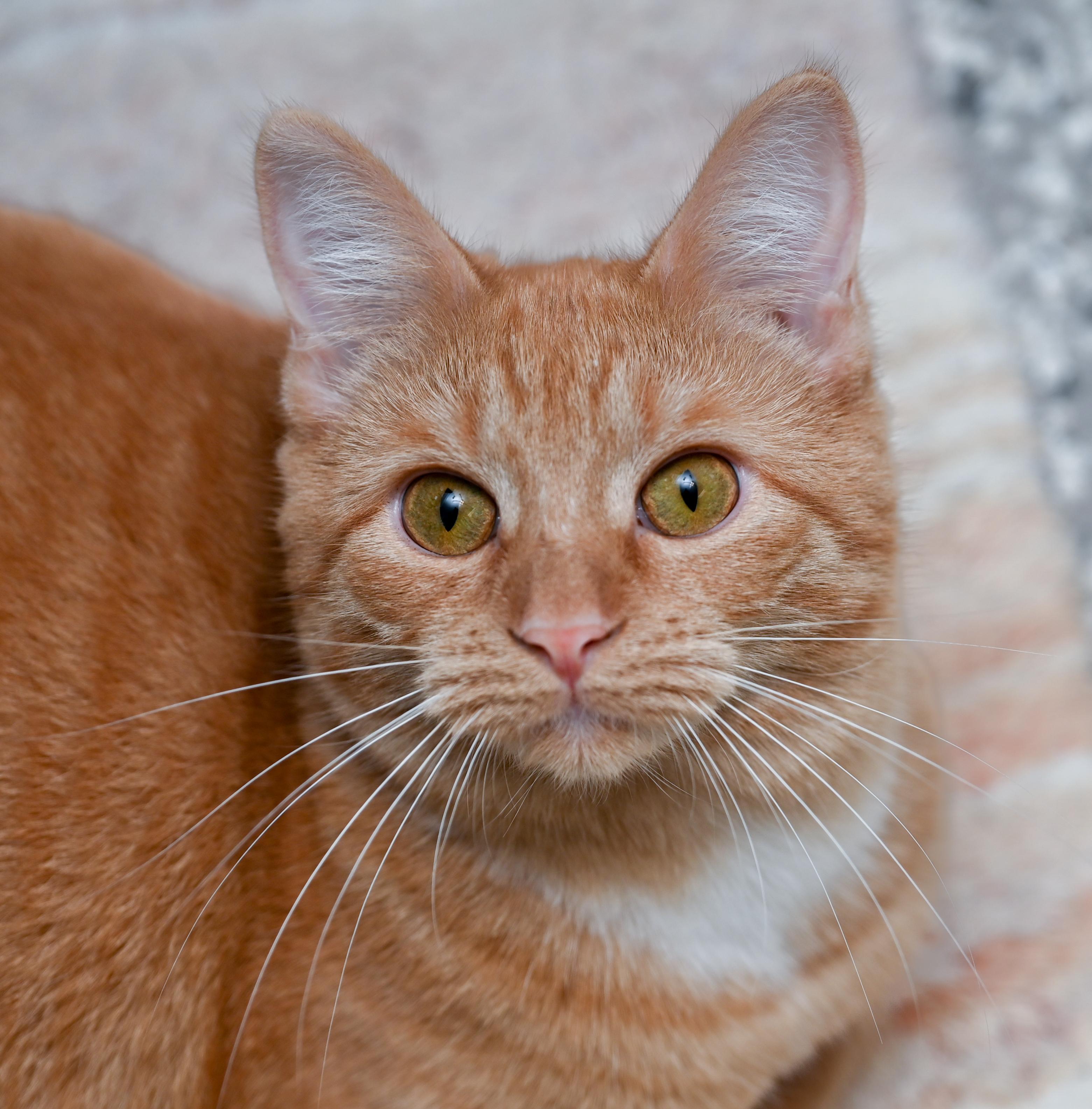 Enlarge Valencia, a Adoptable mixed breed in Chattanooga, TN image 4/6