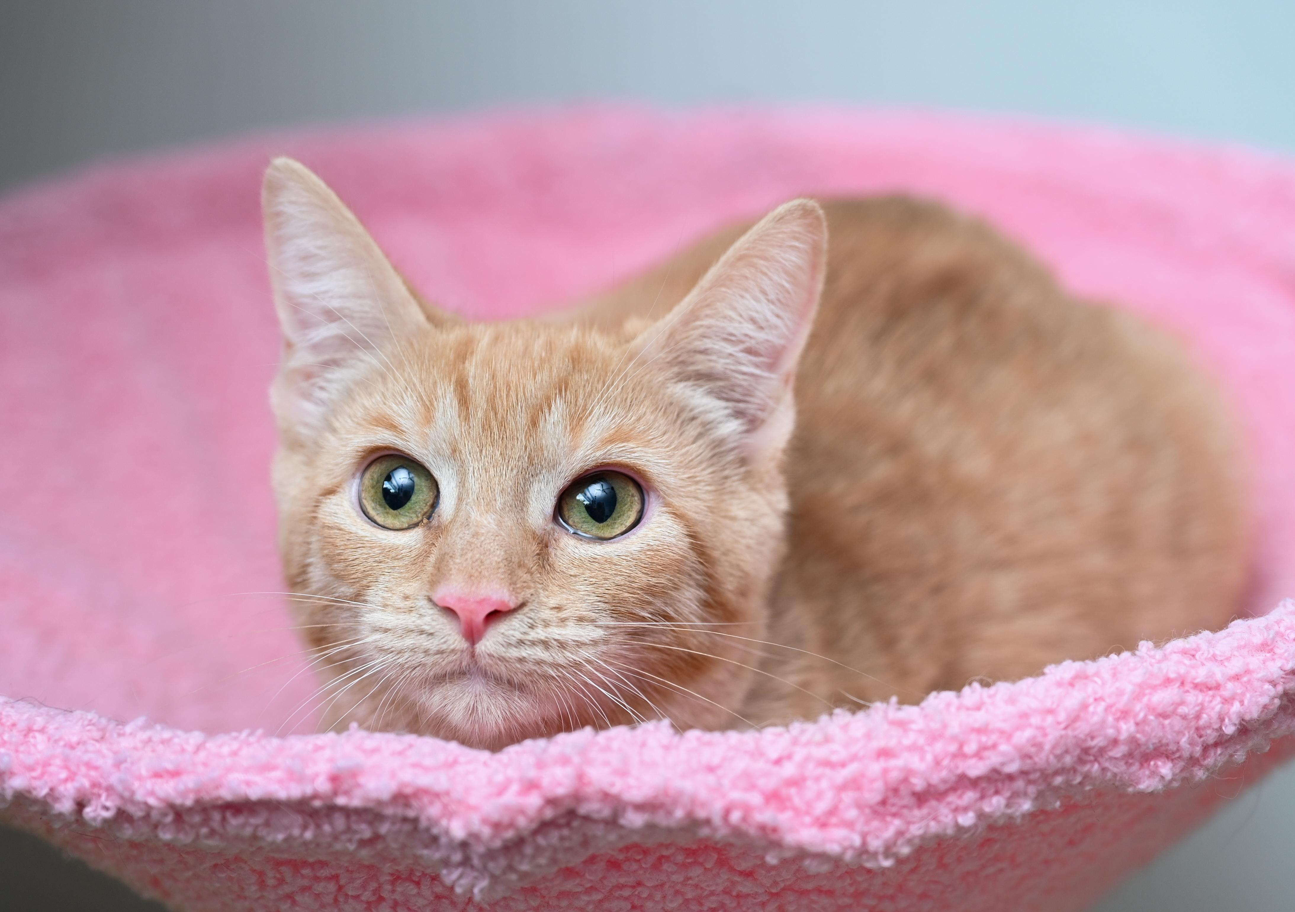 Valencia, Adoptable, Young Female Tabby & Domestic Short Hair.