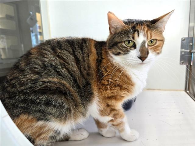 CHRISTINA, Adoptable, Adult Female Domestic Short Hair.