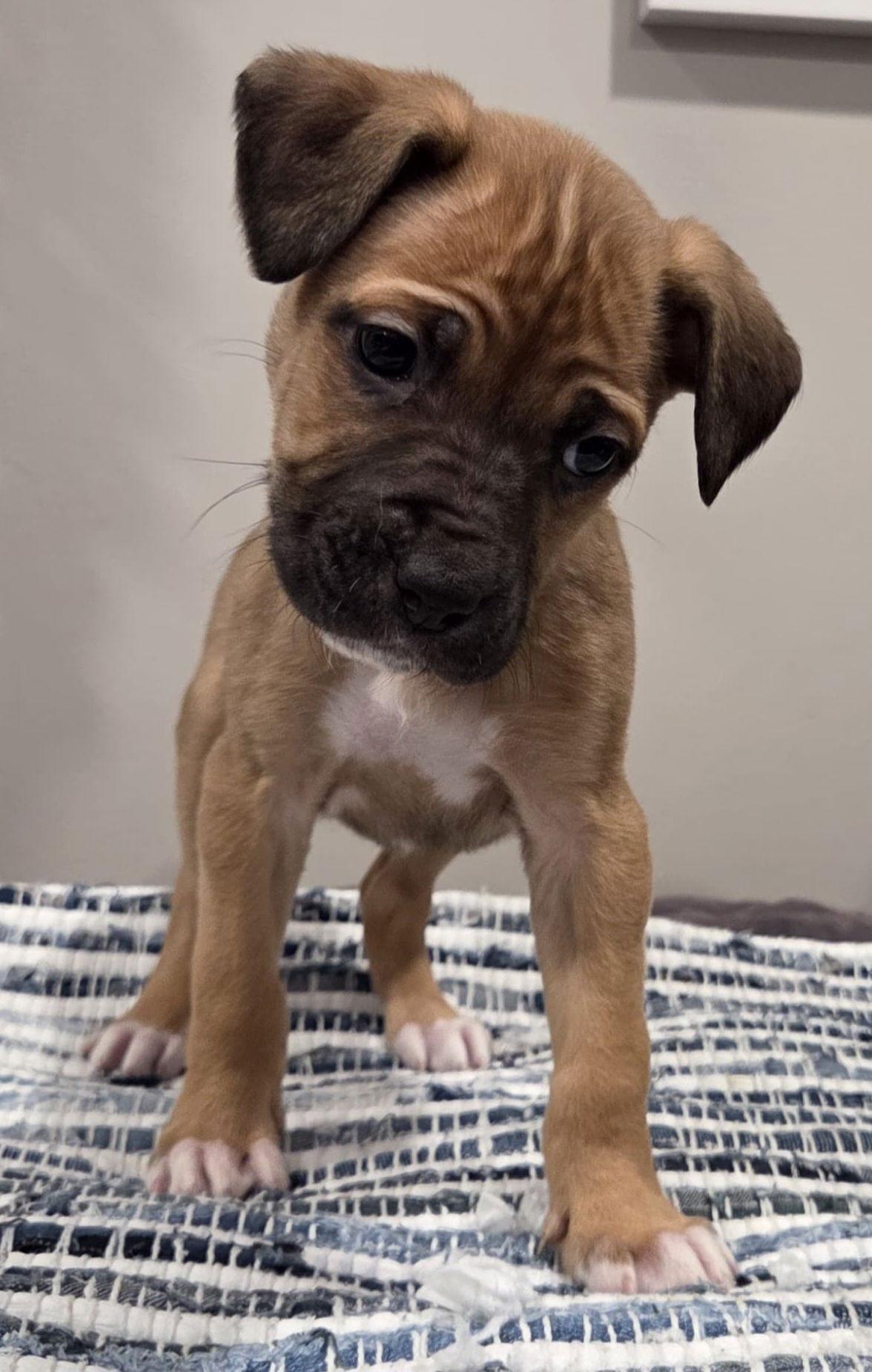 Mary, Adoptable, Puppy Female Pit Bull Terrier & Mastiff.