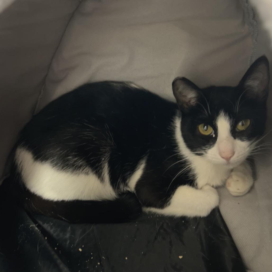 Mercedes, Adoptable, Adult Female Domestic Short Hair & Domestic Short Hair.