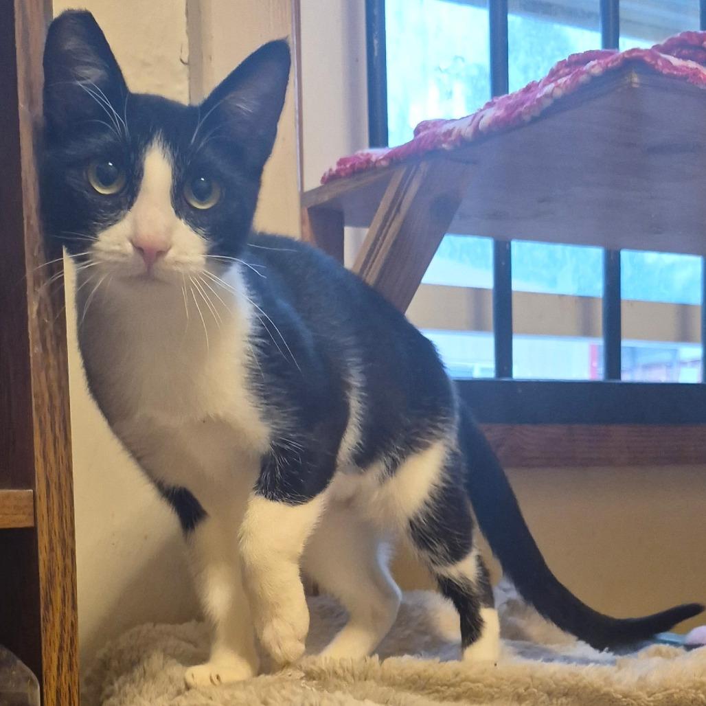 Enlarge Mercedes, a Adoptable mixed breed in Coos Bay, OR image 3/3