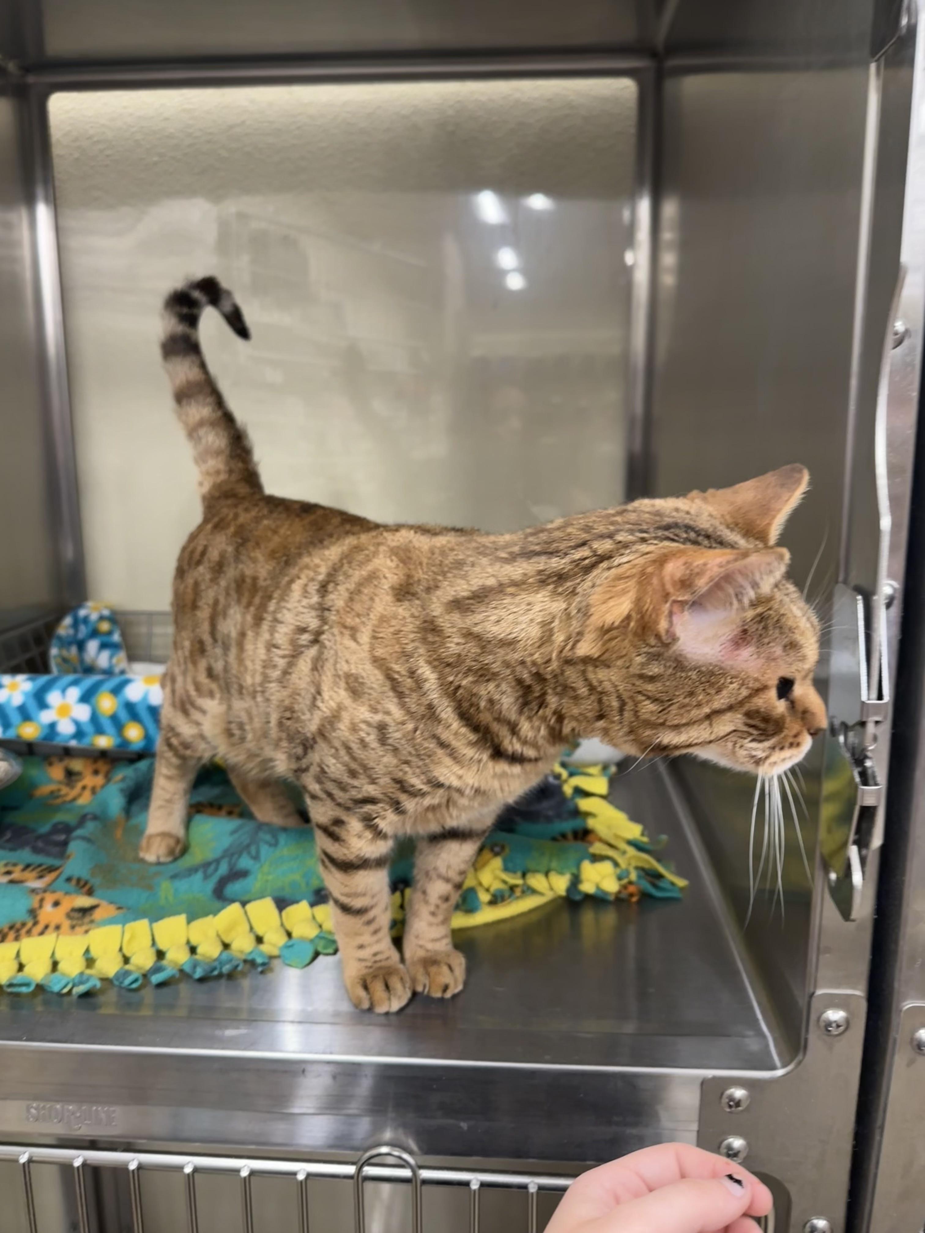 Bengal, a Adopted mixed breed in Flagstaff, AZ image 2/4