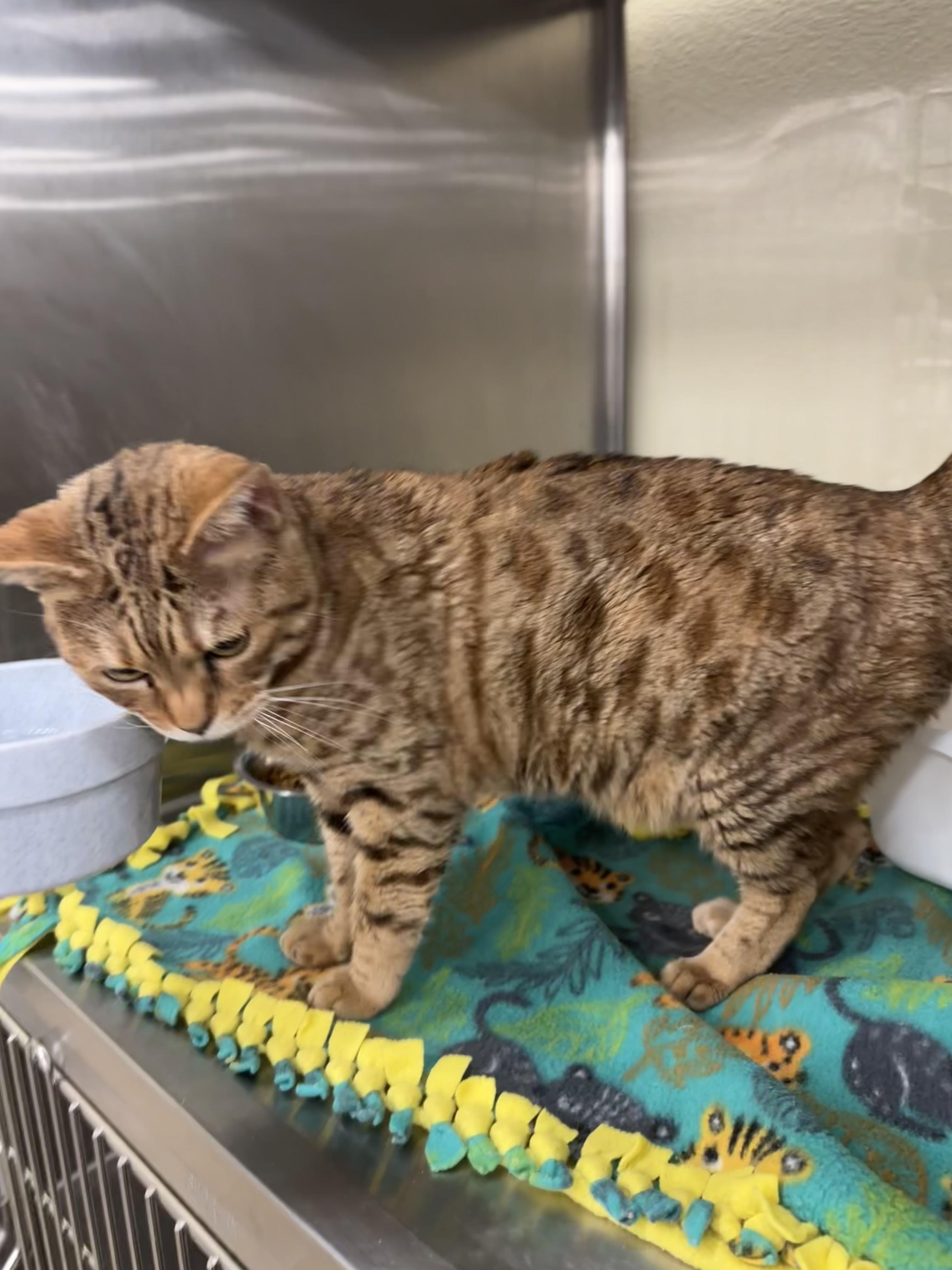 Bengal, a Adopted mixed breed in Flagstaff, AZ image 3/4