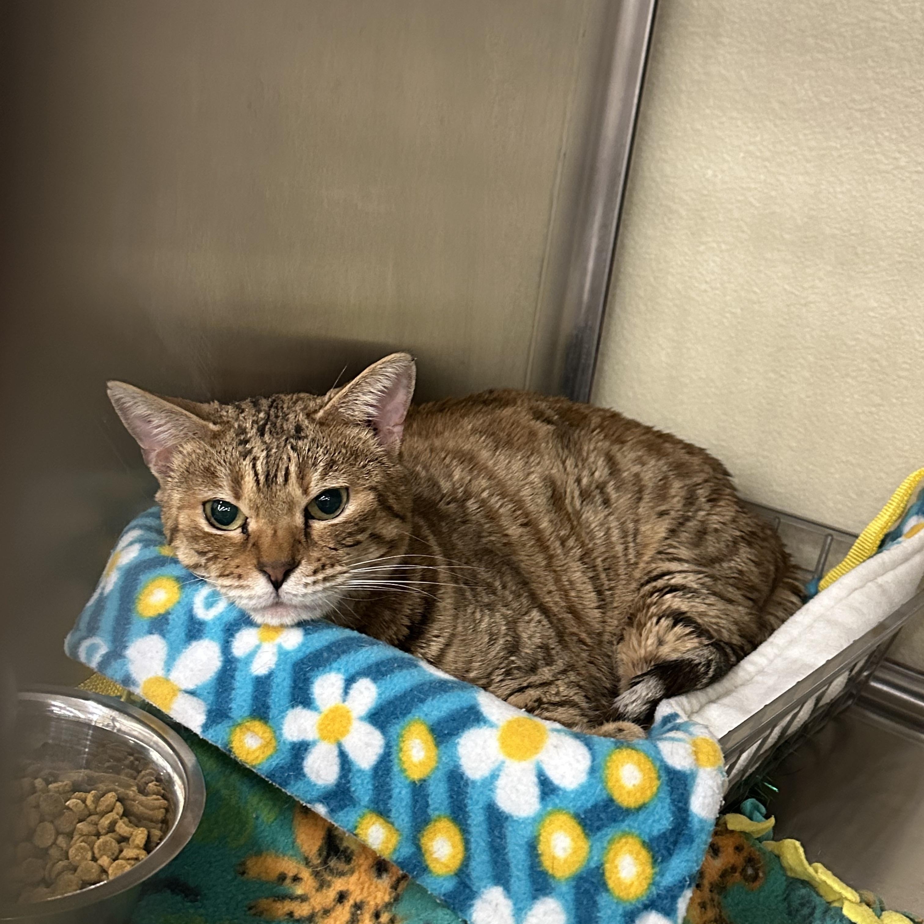 Bengal, a Adopted mixed breed in Flagstaff, AZ image 1/4