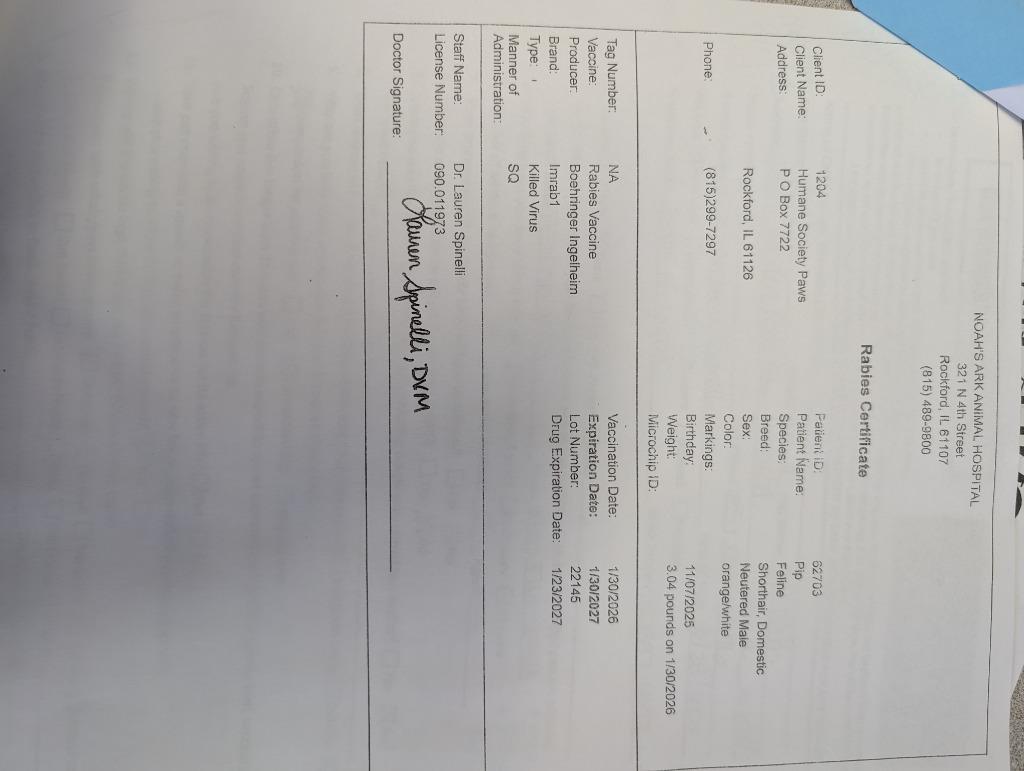 Pip, Adopted, Kitten Male Domestic Short Hair.