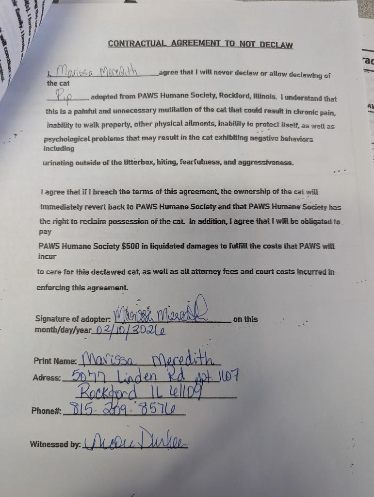 Enlarge Pip, a Adopted mixed breed in Rockford, IL image 2/4