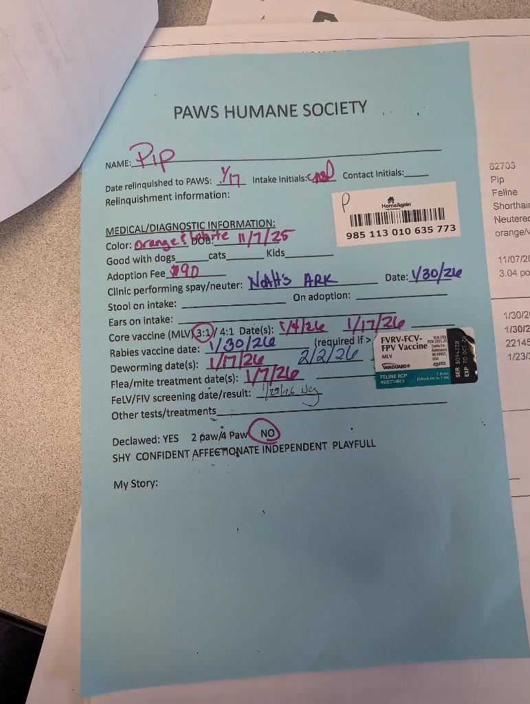 Enlarge Pip, a Adopted mixed breed in Rockford, IL image 3/4