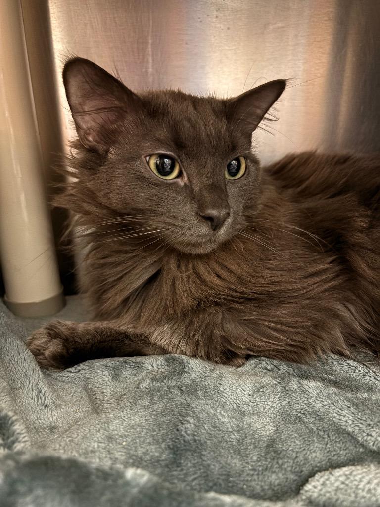 Fuzz Aldrin, a Adoptable mixed breed in Detroit, MI image 1/2