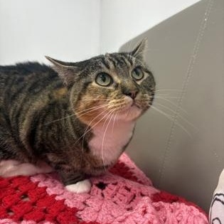 KitKat, Adoptable, Adult Female Domestic Short Hair.