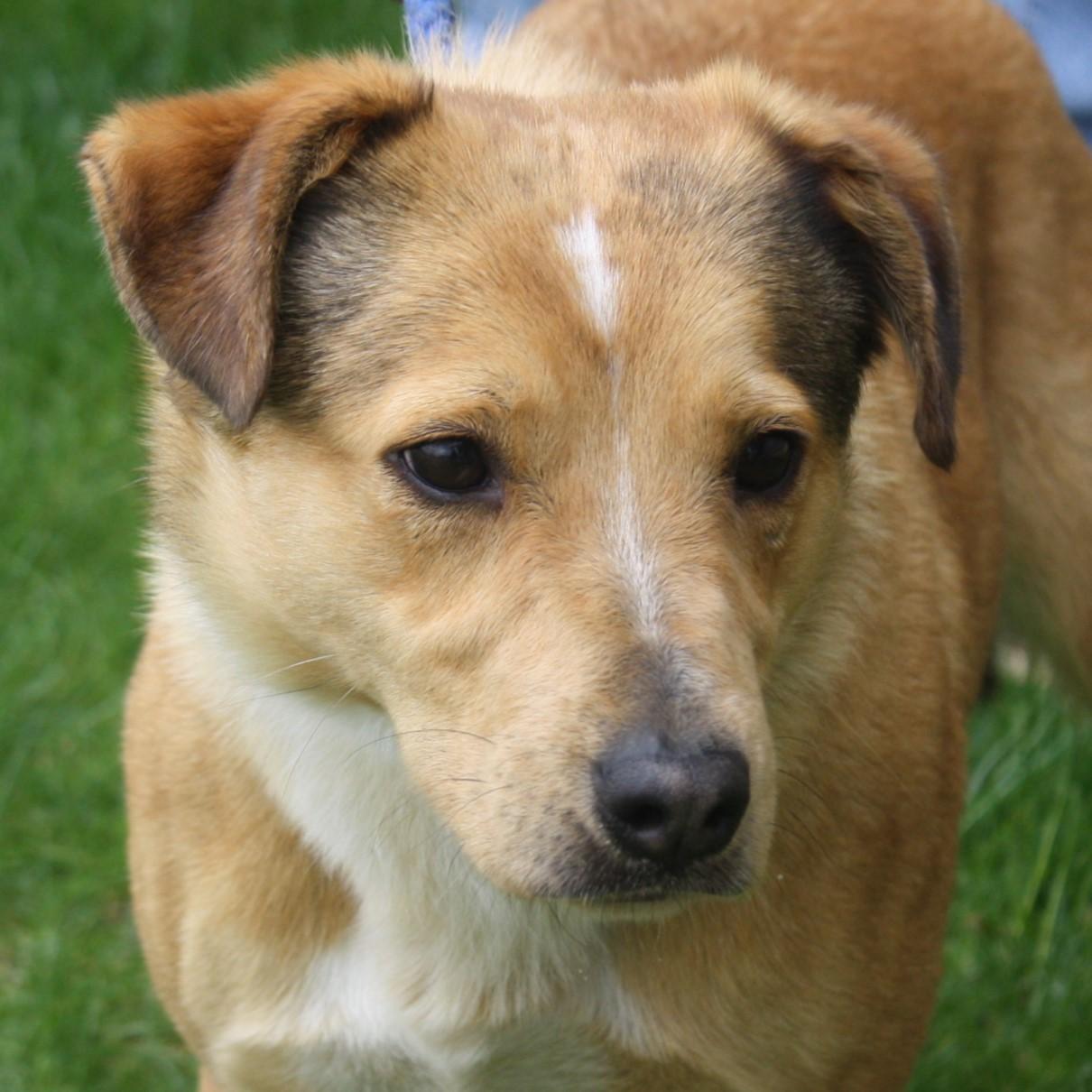 Enlarge Blossom, an adopted mixed breed in Eaton, OH image 1/4