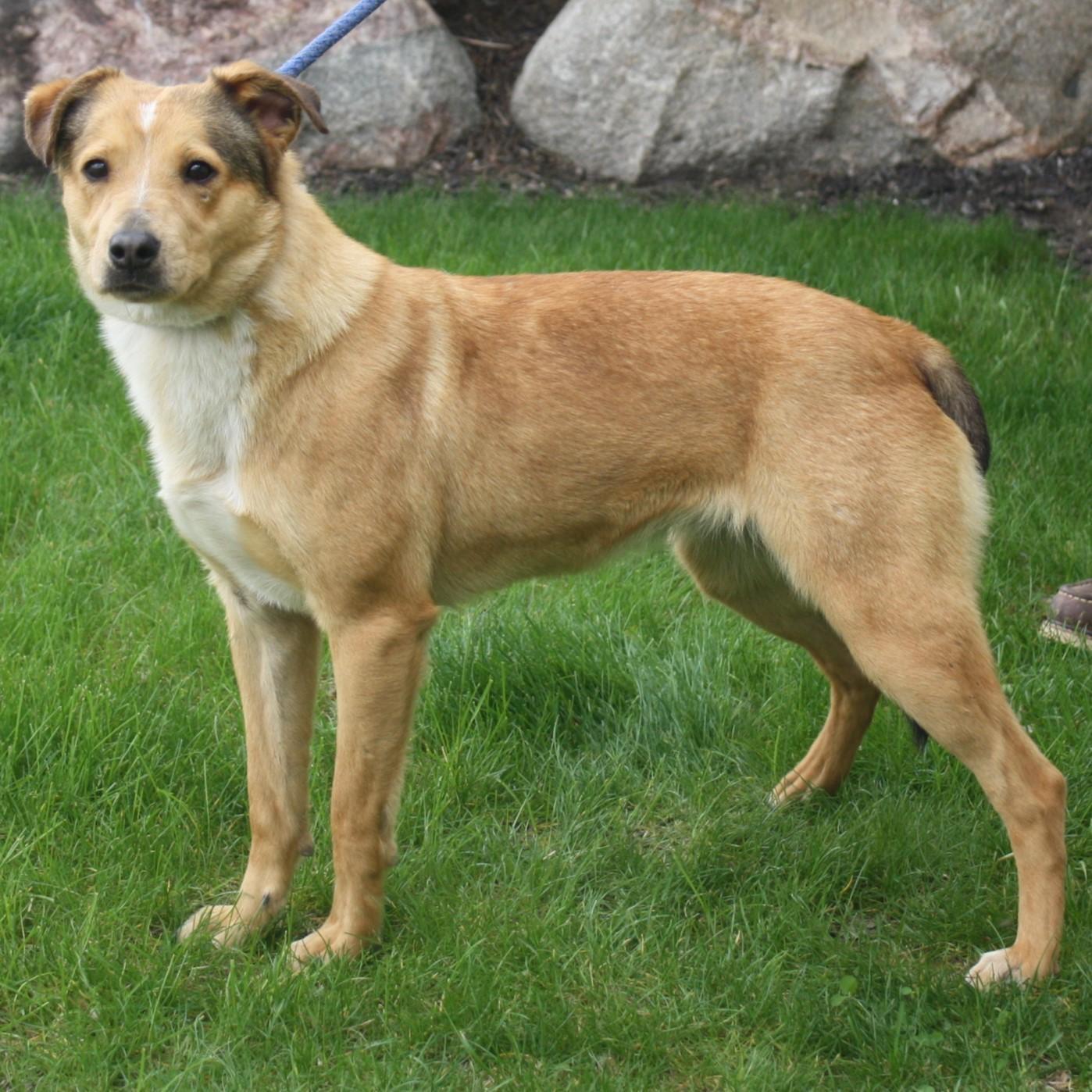 Enlarge Blossom, an adopted mixed breed in Eaton, OH image 4/4