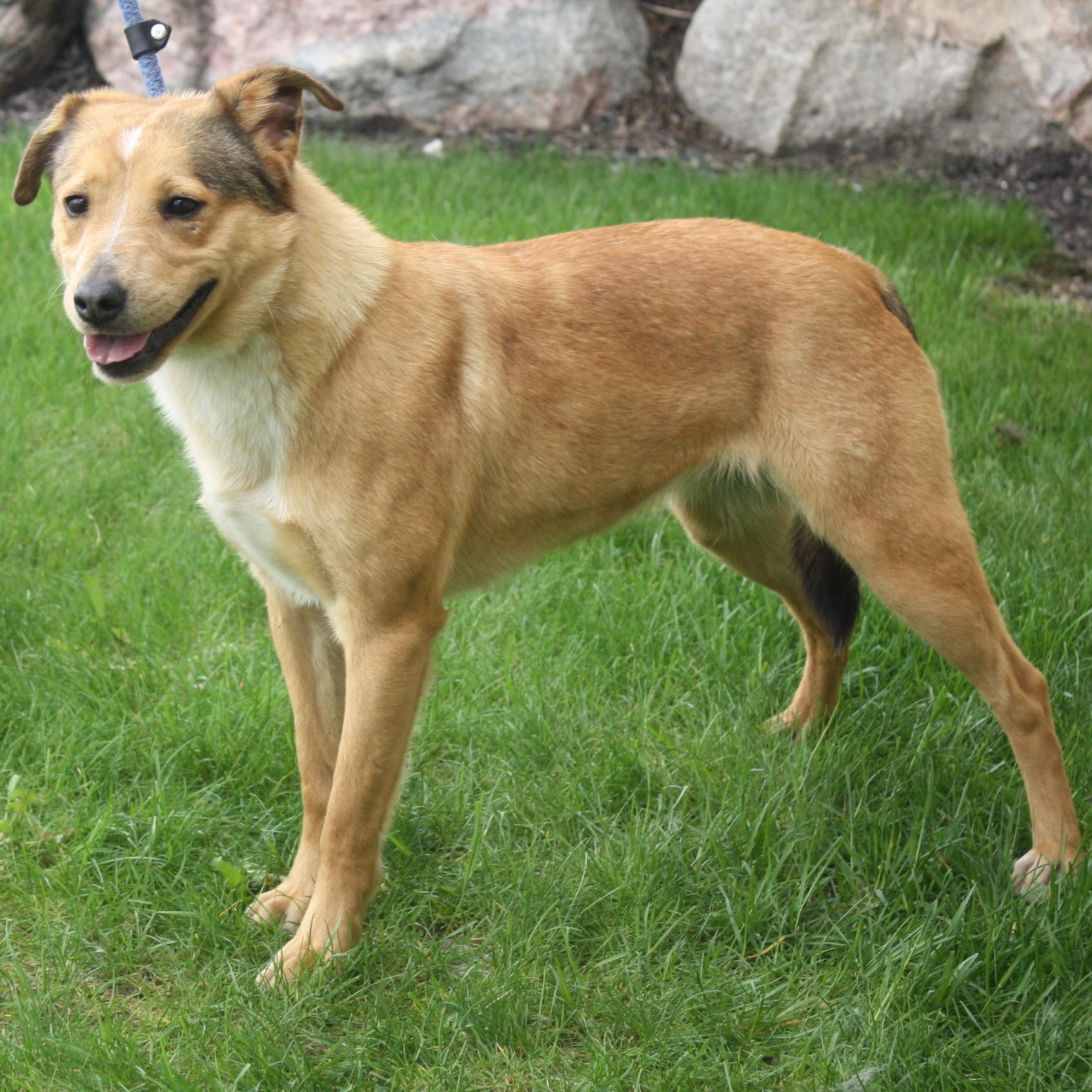 Enlarge Blossom, an adopted mixed breed in Eaton, OH image 2/4